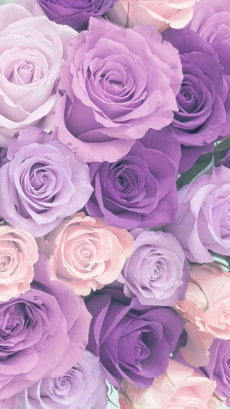 purple roses, lavender, blush pink roses, HD Phone Wallpaper