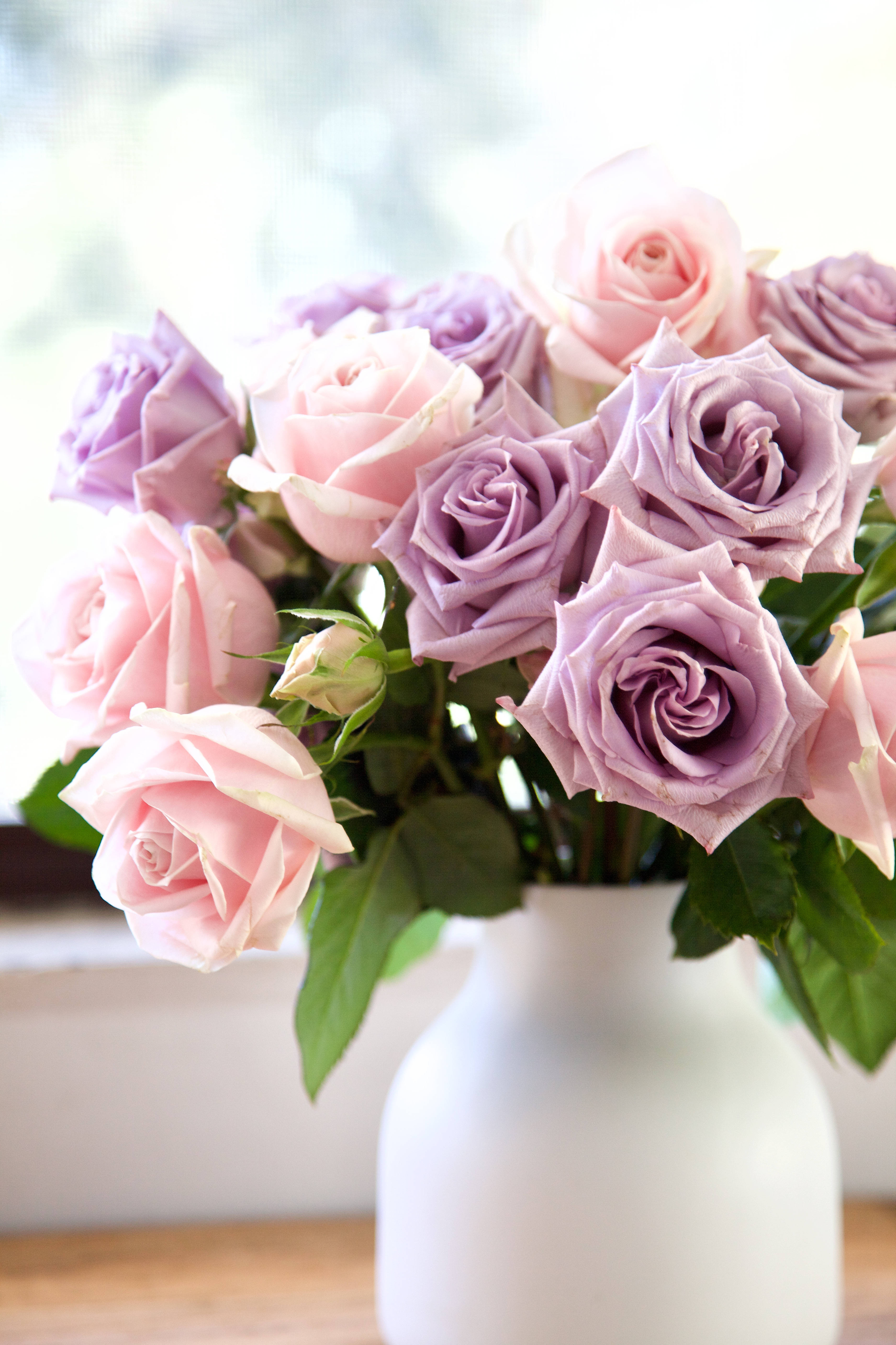 pink roses, purple roses, lavender roses, 5K Phone Wallpaper
