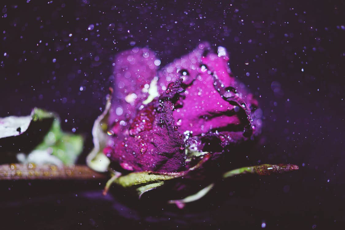 Purple Rose, water droplets, vibrant purple, SD Desktop Wallpaper