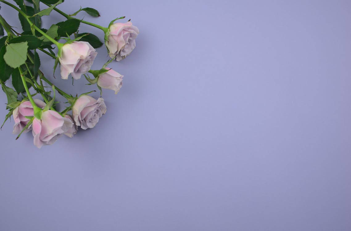 soft pink roses, green stems, muted lavender background, SD Desktop Wallpaper