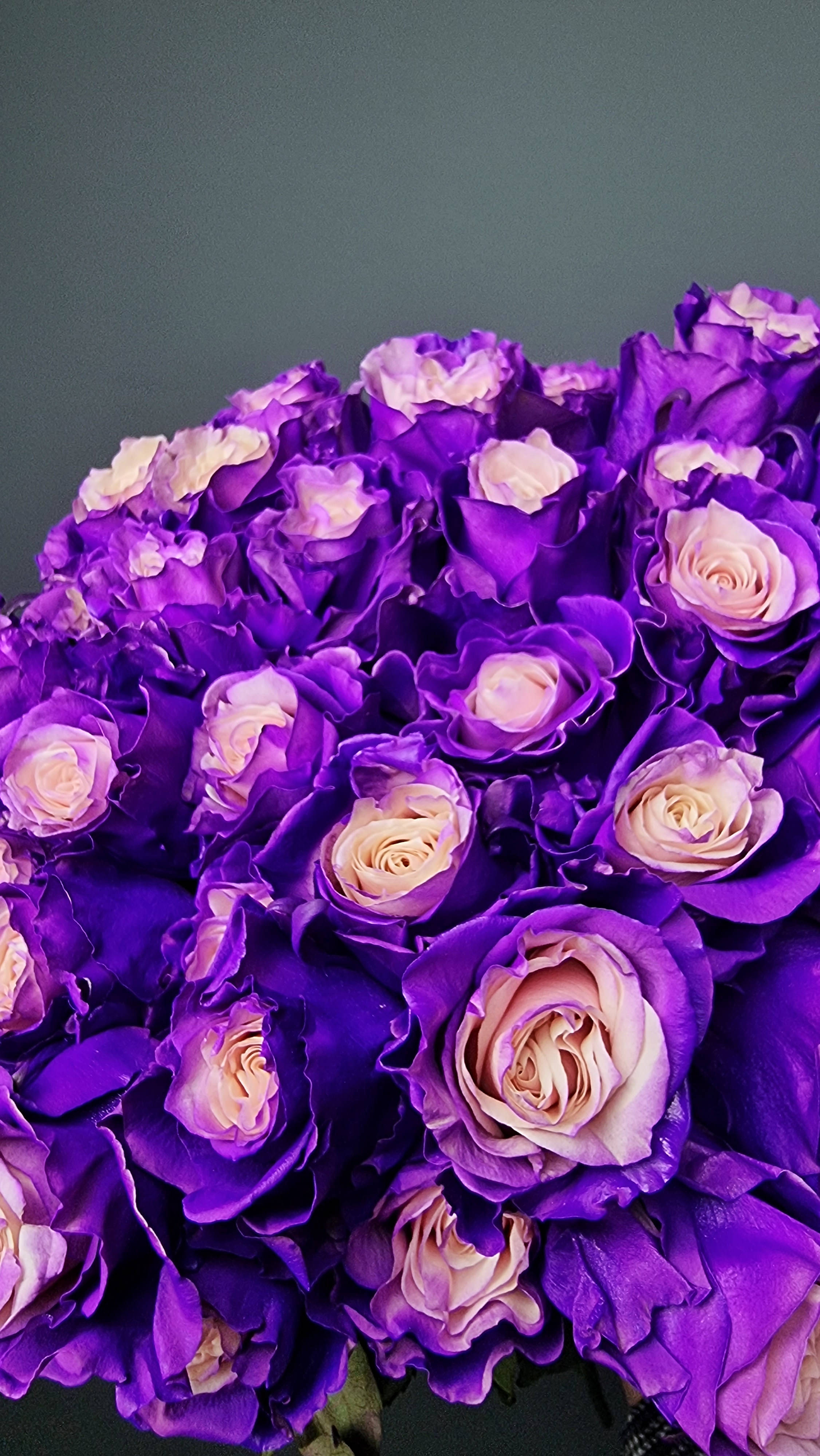 bouquet of purple roses, deep purple roses, soft pink centers, 4K Phone Wallpaper