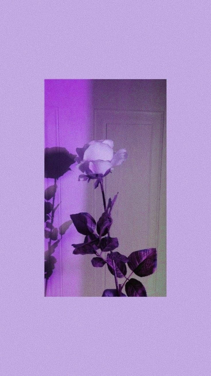 white rose, deep purple leaves, softly lit purple door, HD Phone Wallpaper