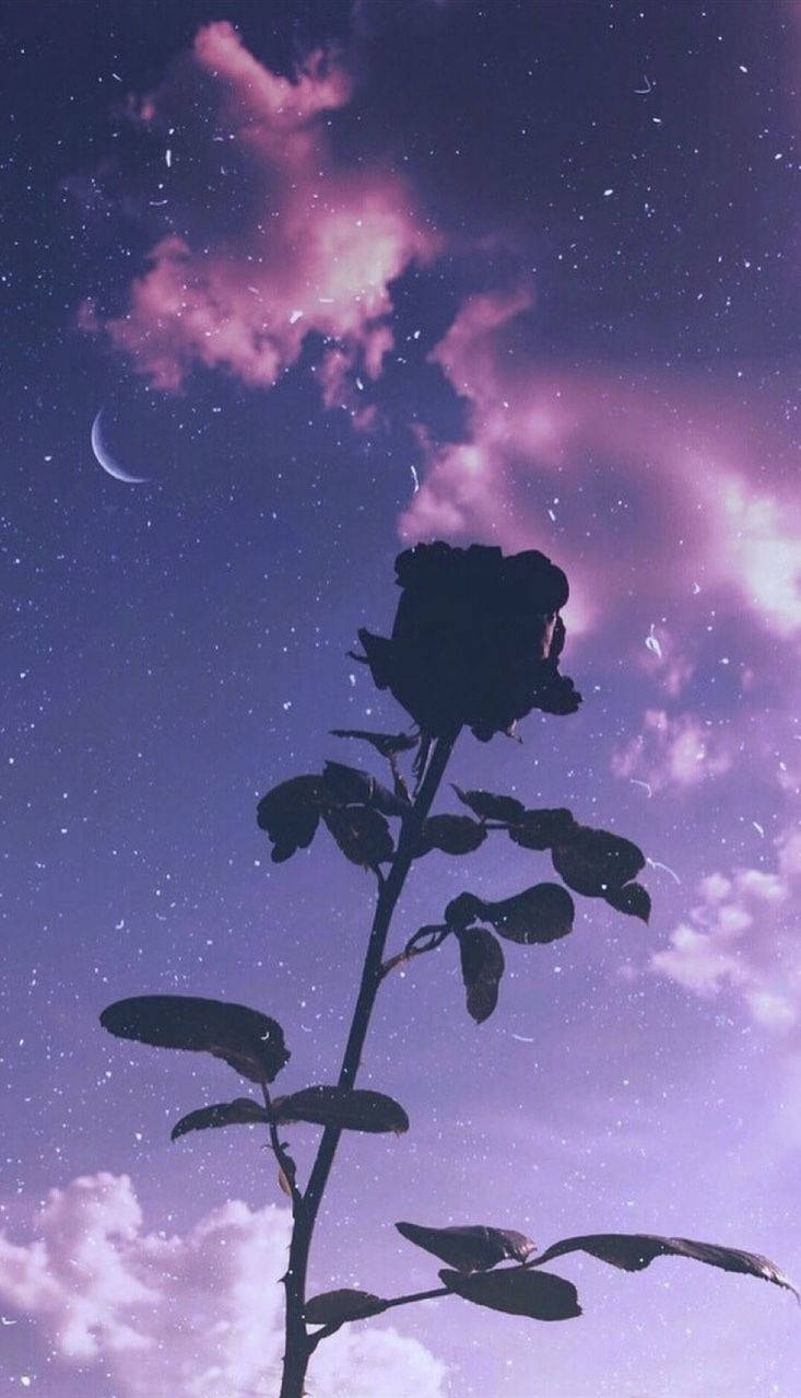 rose silhouette, purple sky, stars, SD Phone Wallpaper