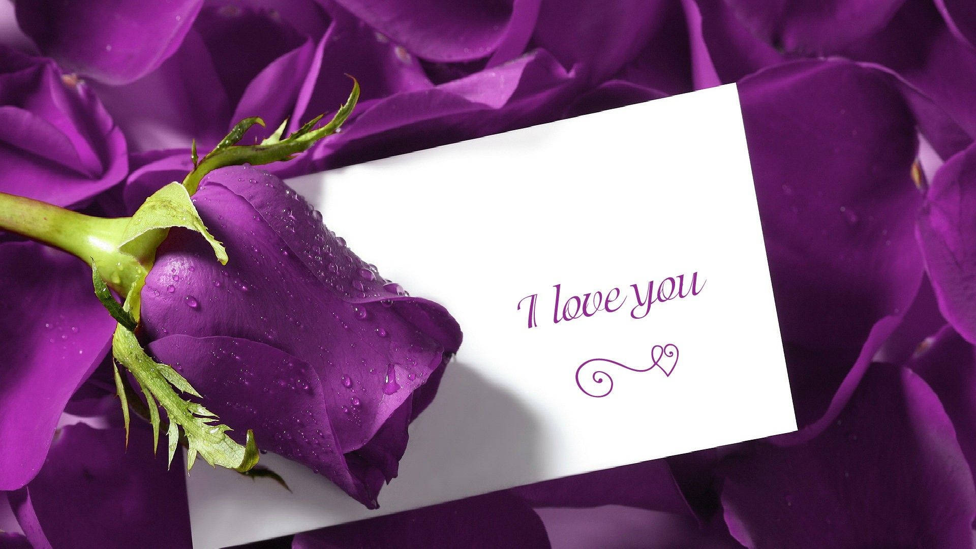 purple rose, dew drops, white card, Full HD Desktop Wallpaper