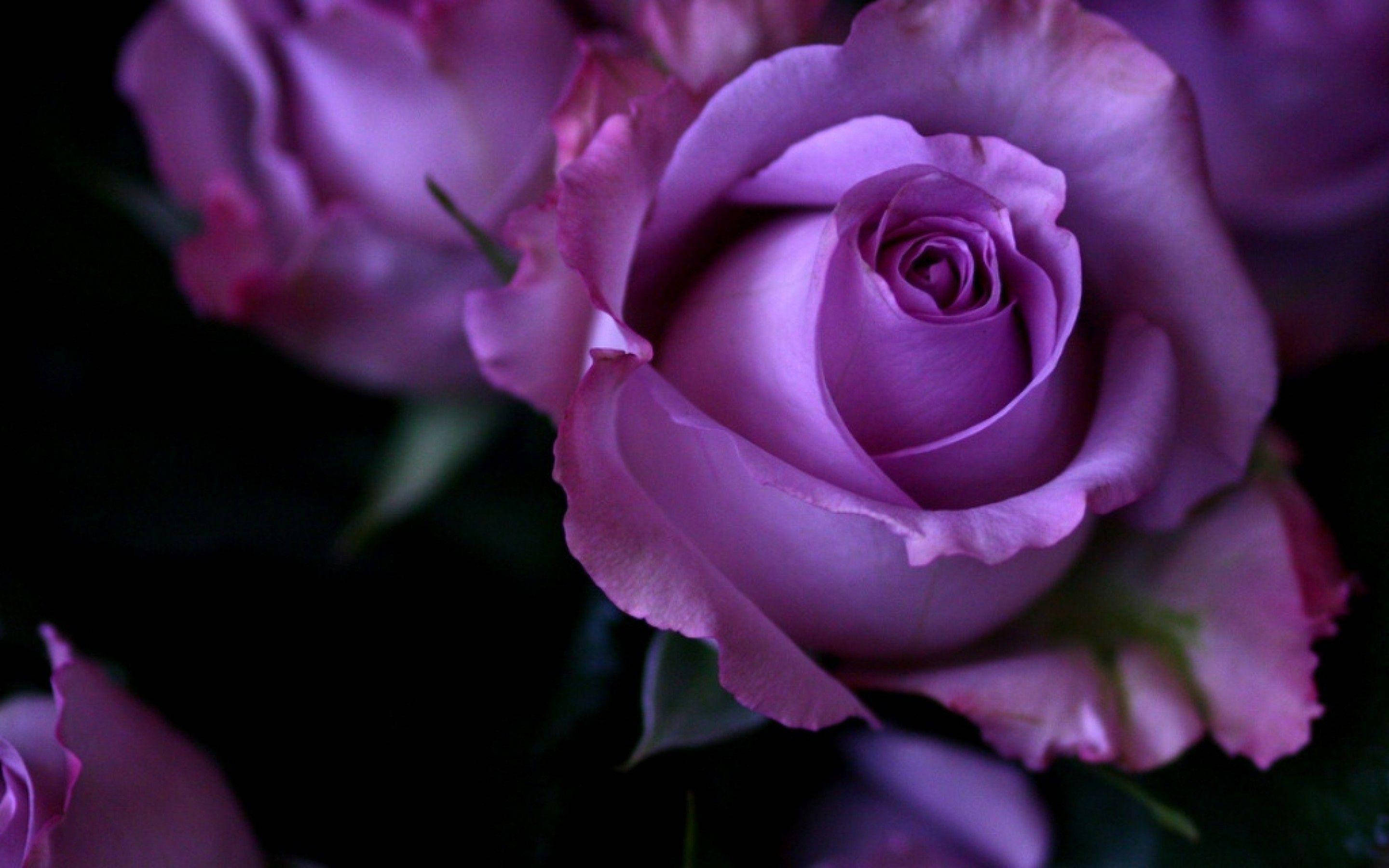 light purple roses, velvety purple rose, soft petals, 2K Desktop Wallpaper