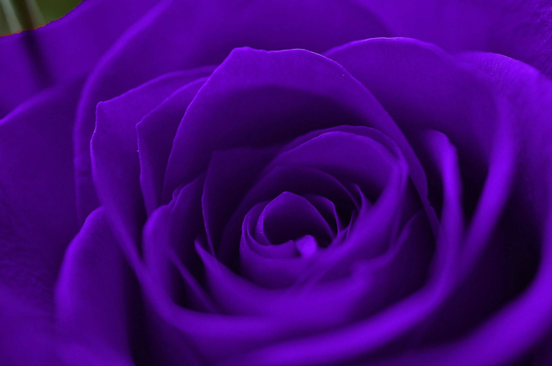 Purple Rose, deep purple, velvety petals, Full HD Desktop Wallpaper