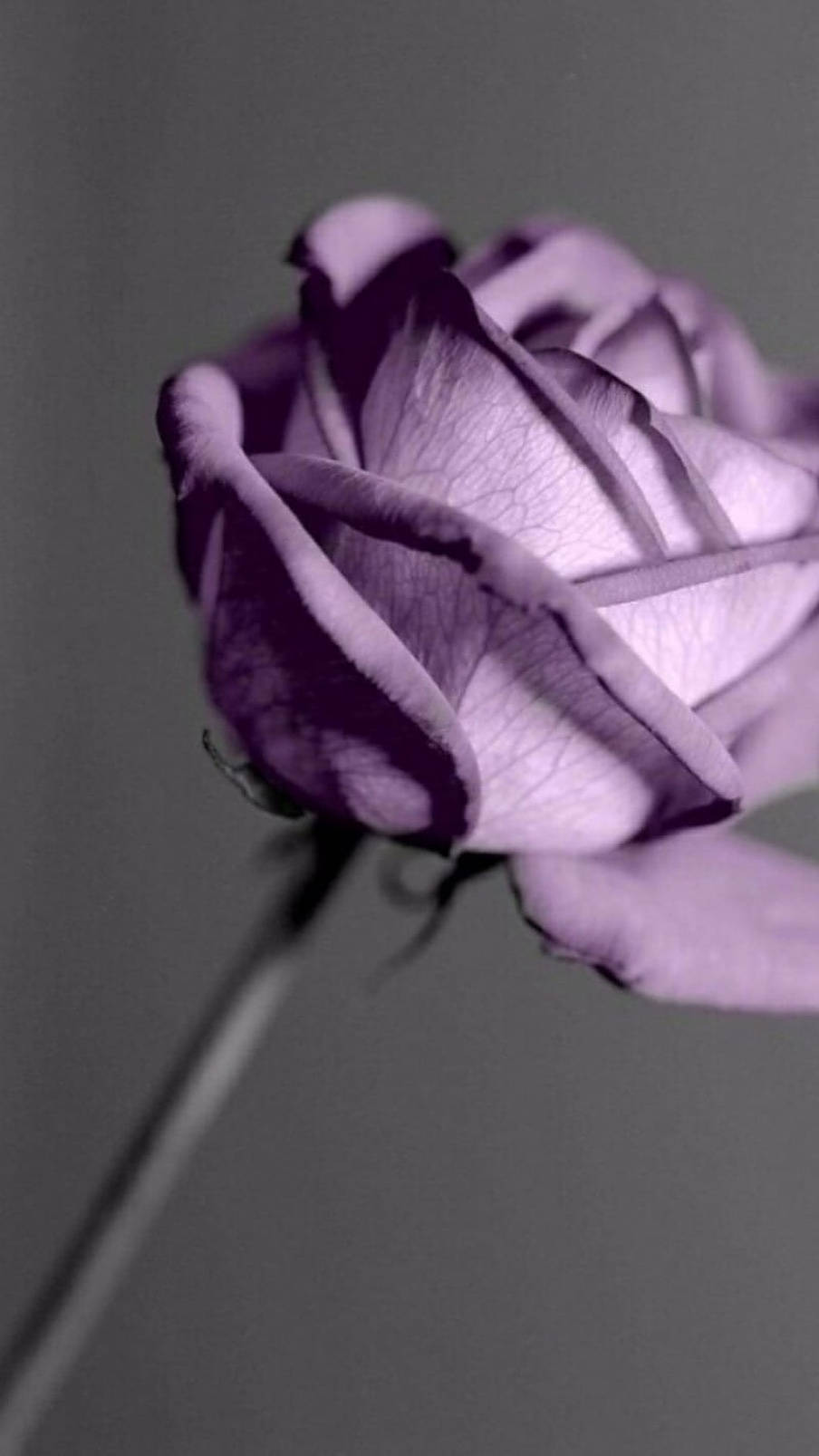 Purple Rose, gray background, close-up, HD Phone Wallpaper