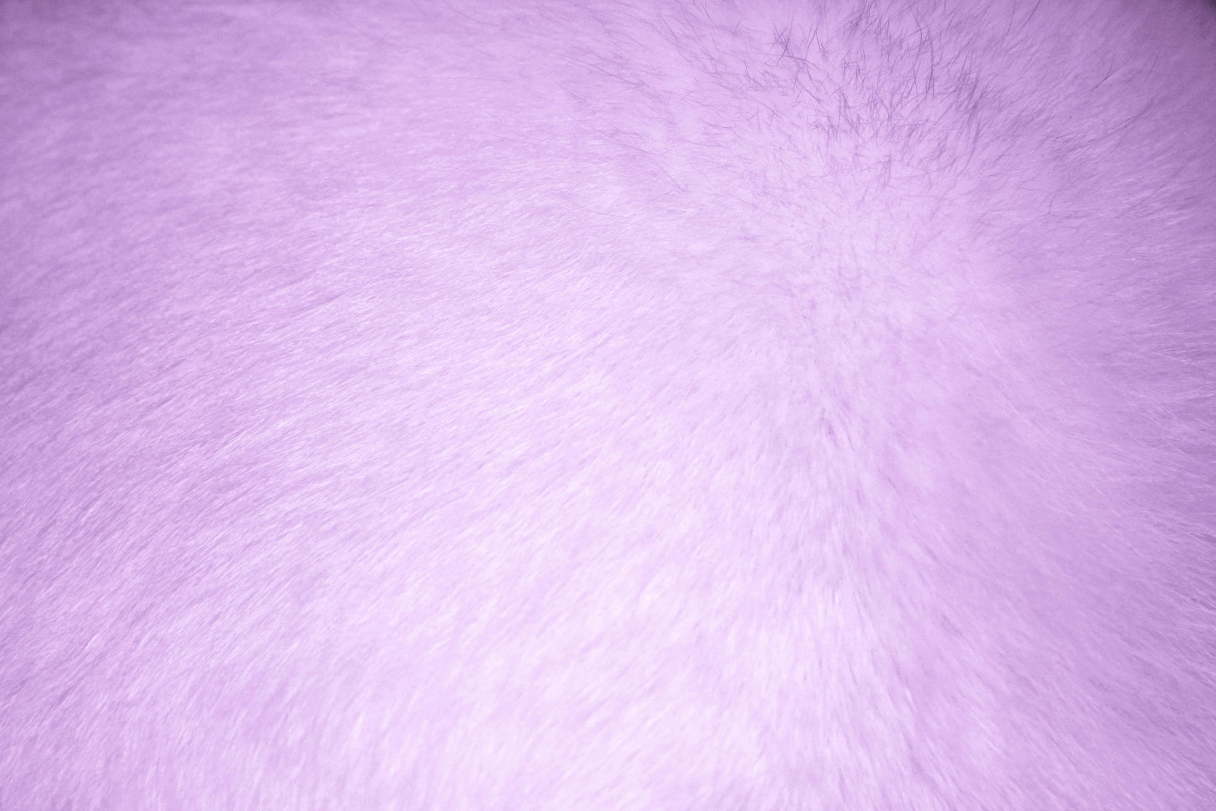 purple fur, lavender fur, soft fluffy texture, 4K Desktop Wallpaper