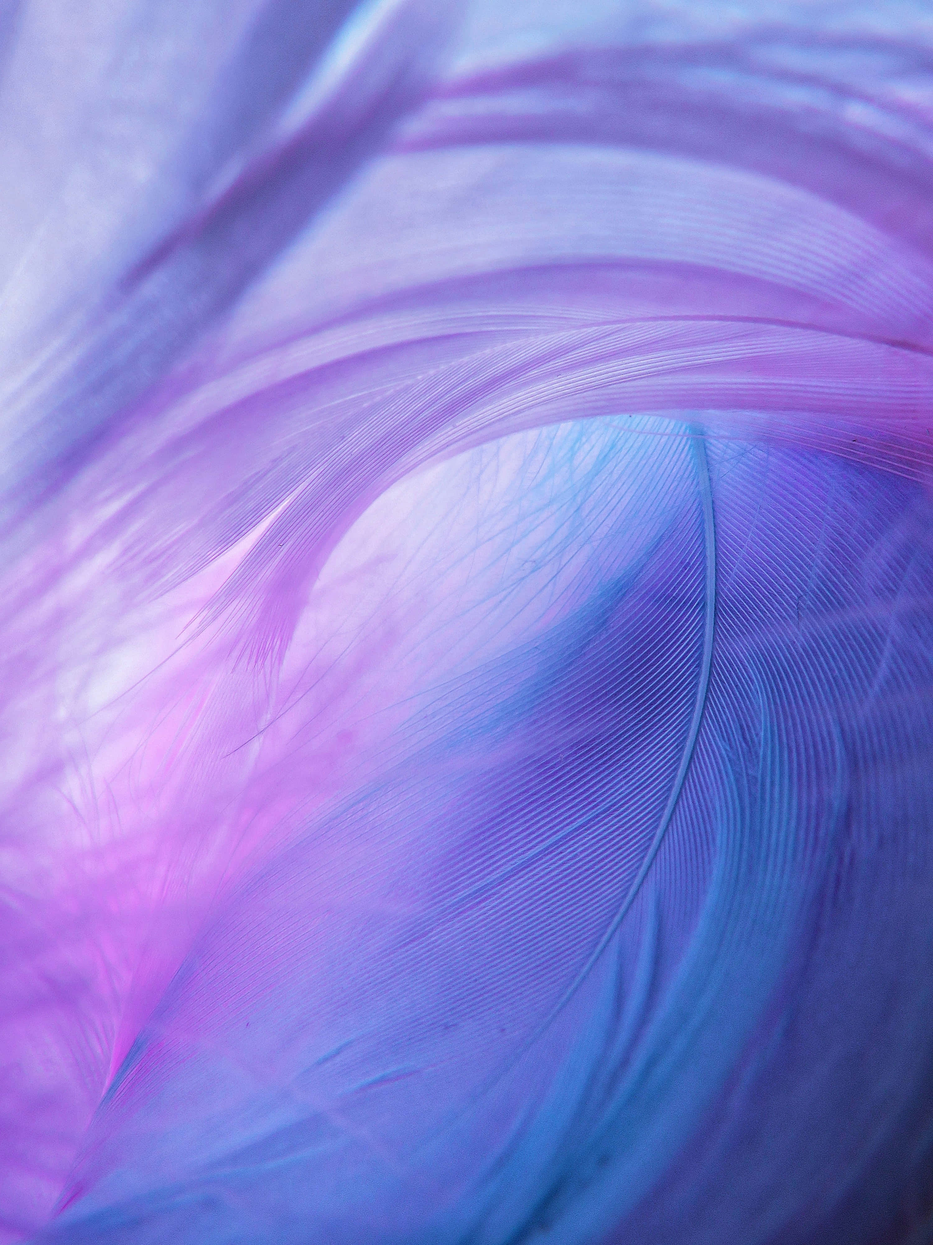 purple, blue, feather, 4K Phone Wallpaper