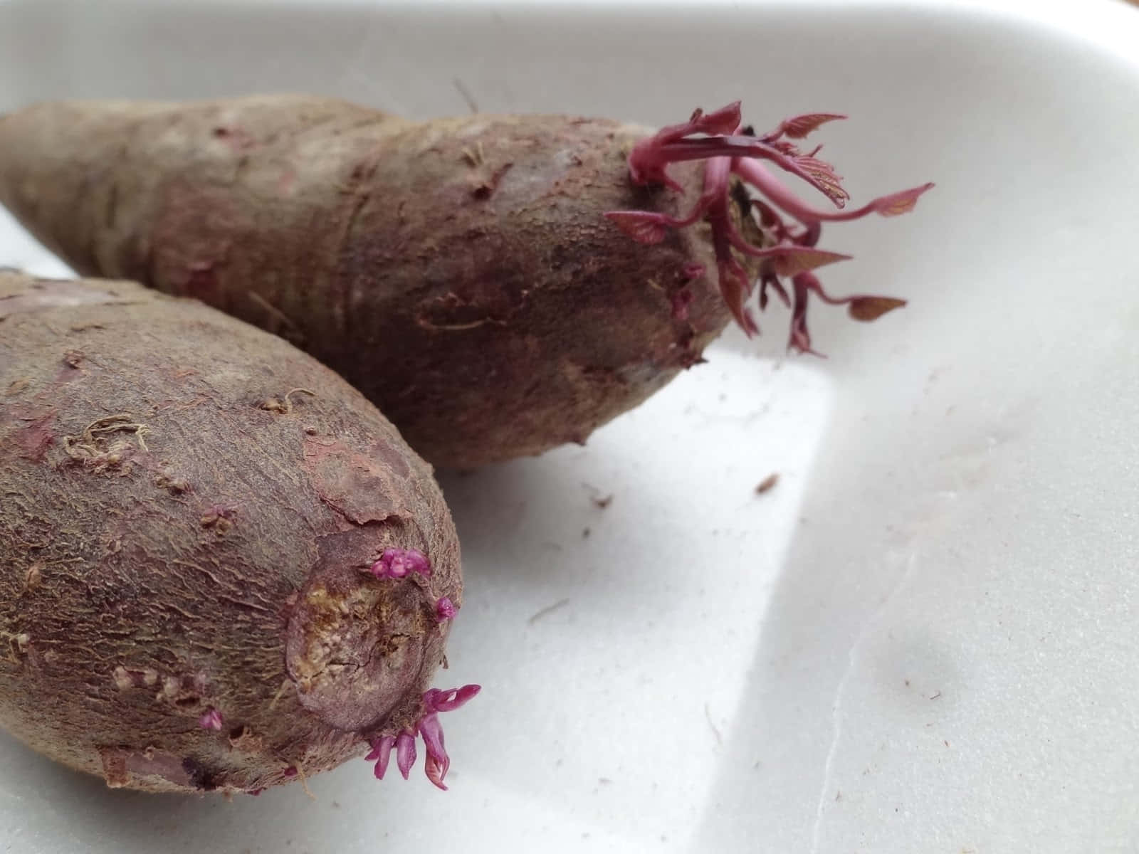 purple sweet potato, vibrant purple sprouts, plain white surface, HD Desktop Wallpaper
