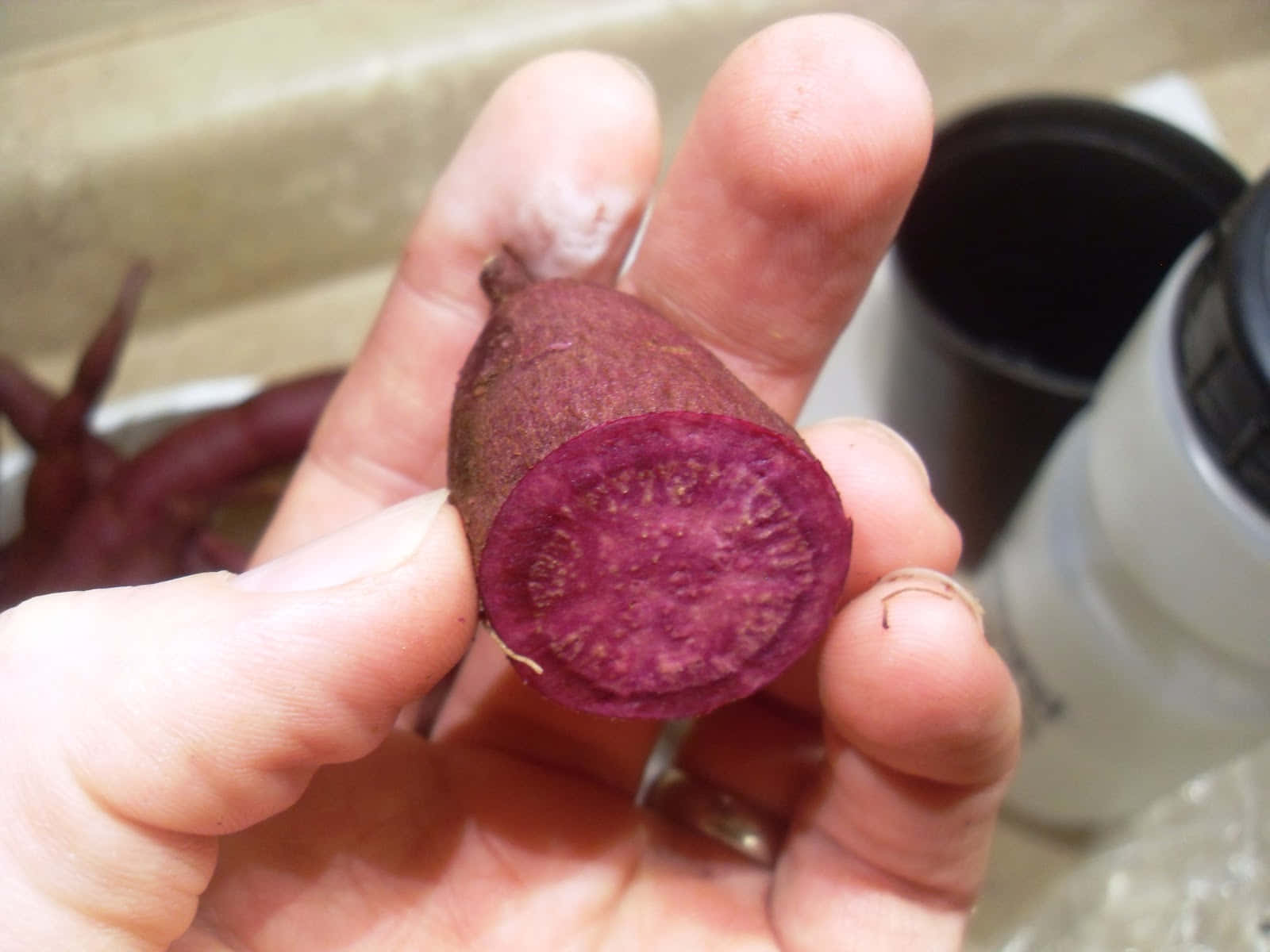 purple sweet potato, vibrant magenta interior, kitchen sink backdrop, HD Desktop Wallpaper