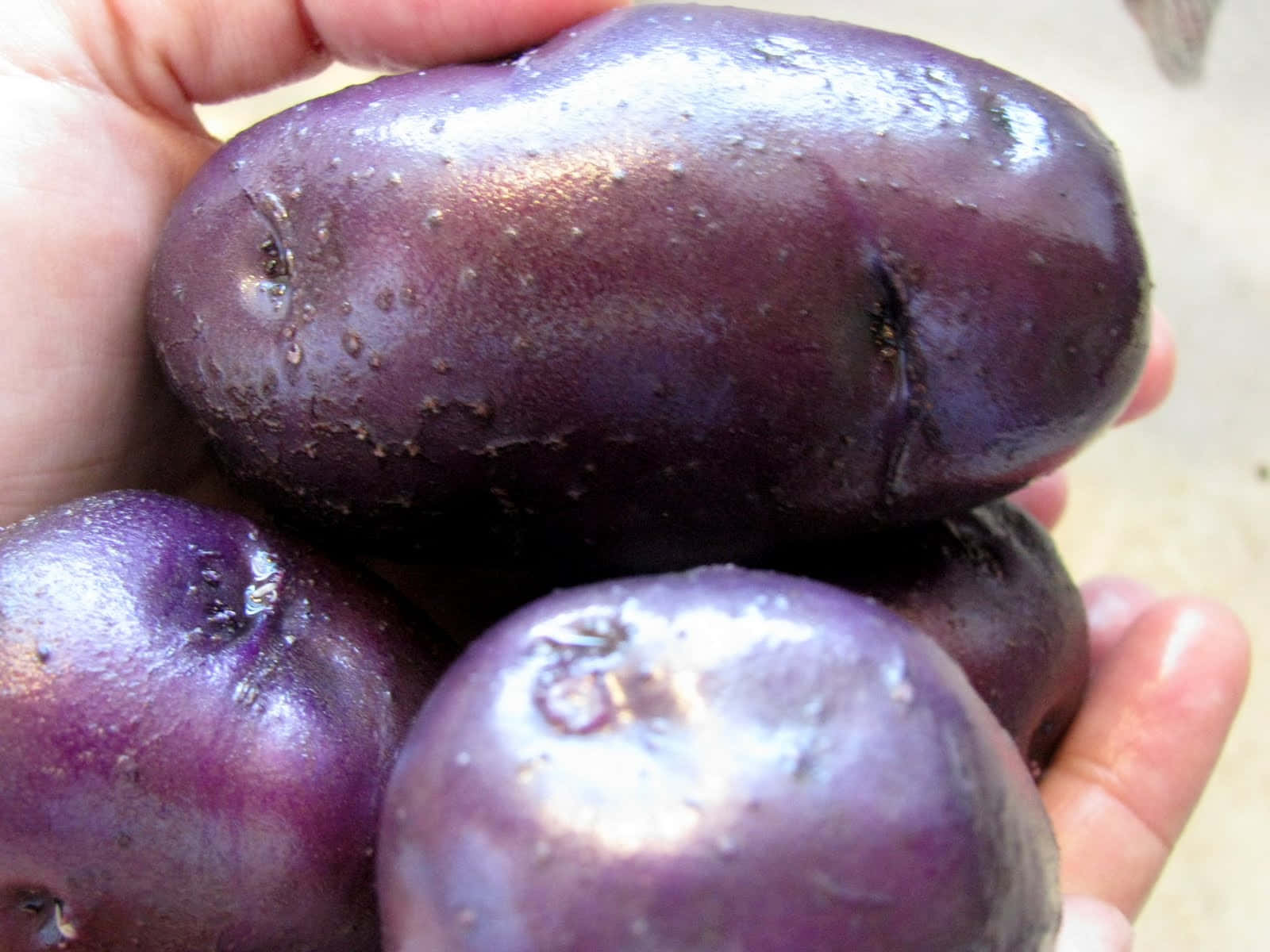 purple potatoes, glossy purple potatoes, speckled skin, HD Desktop Wallpaper