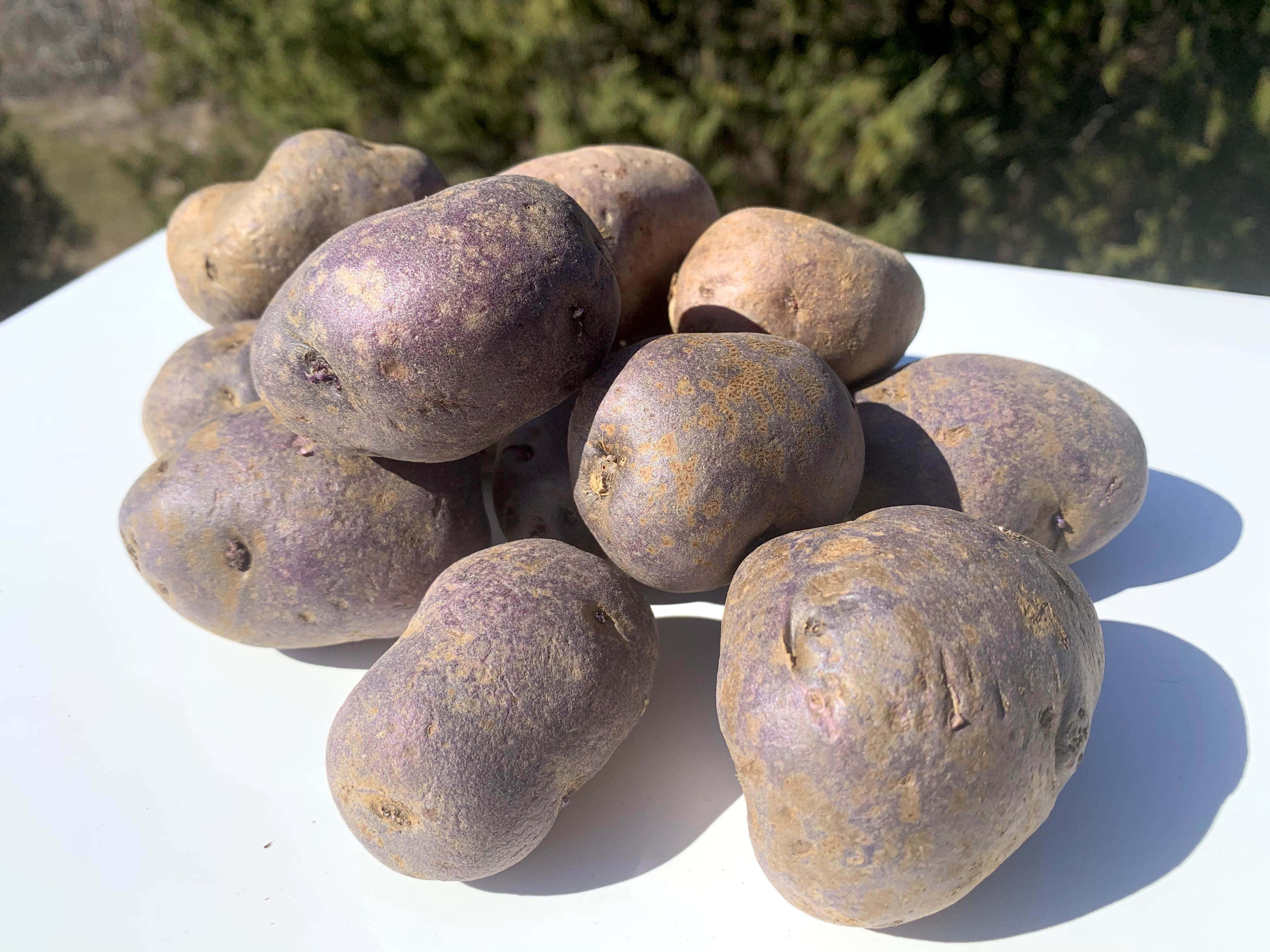 purple potatoes, rough-skinned, white surface, 4K Desktop Wallpaper