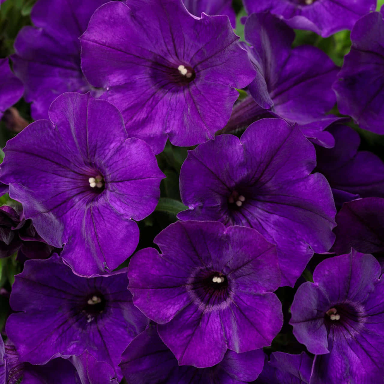 Purple Velvet, 1280 x 1280, vibrant purple petunias, HD Desktop Wallpaper