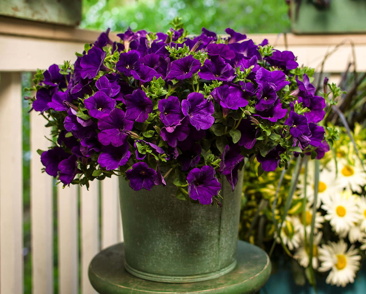 Purple Velvet, deep purple petunias, wooden porch, HD Desktop Wallpaper