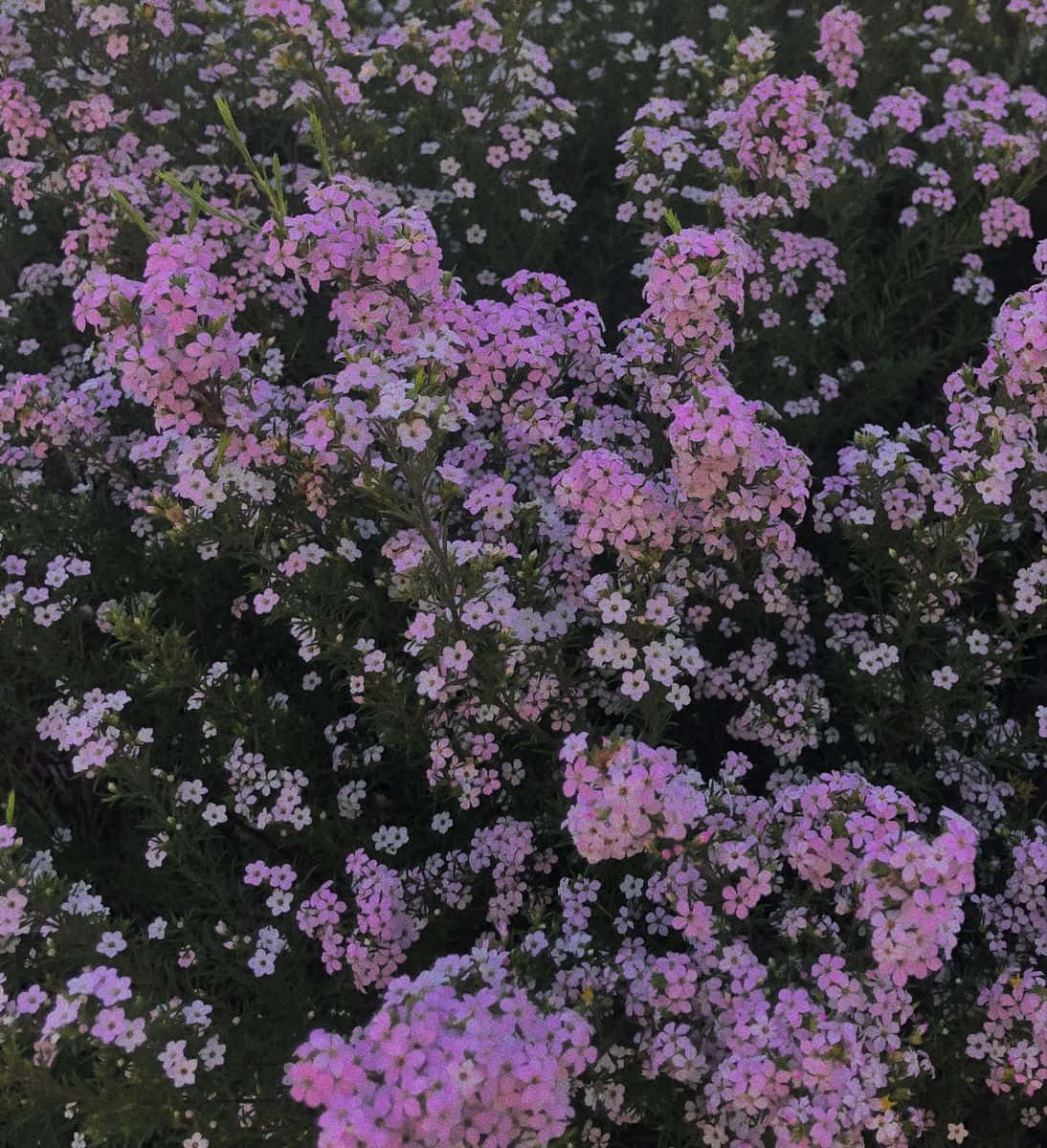 purple floral backdrop, Y2 K Aesthetic, tiny pink and white flowers, SD Phone Wallpaper