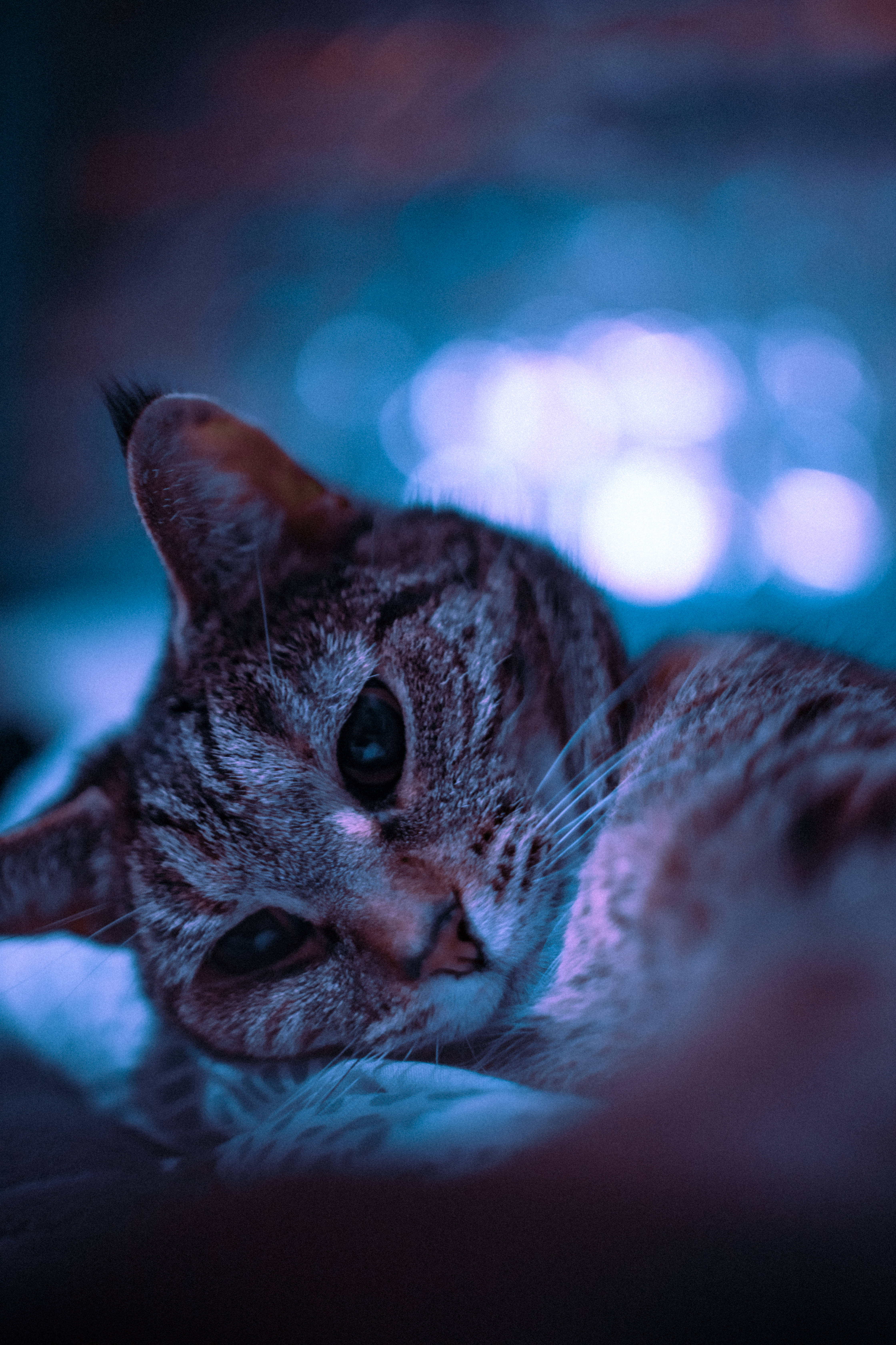 tabby cat, cool blue lighting, soft glowing bokeh, 5K Phone Wallpaper
