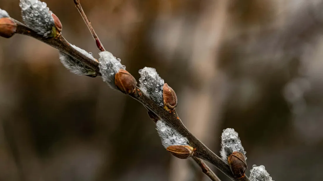 Pussy Willow