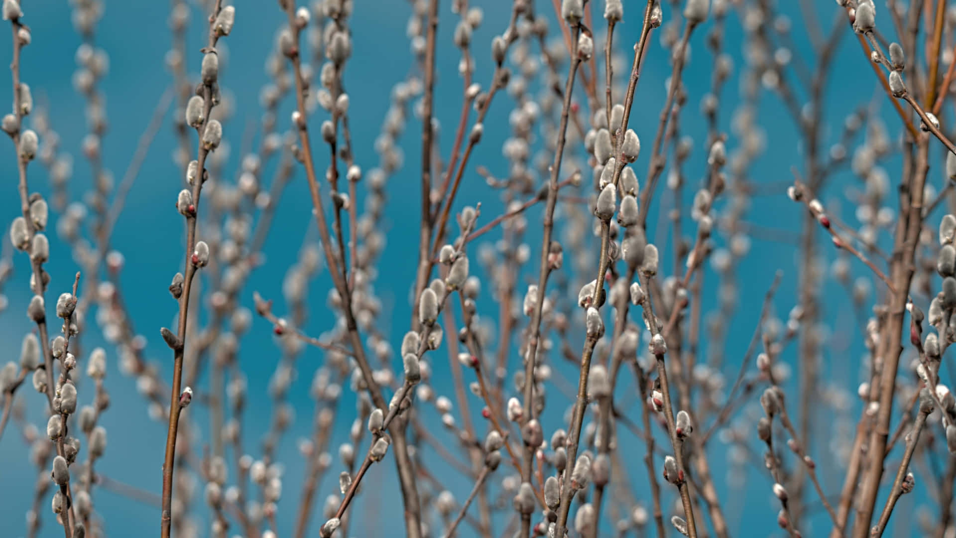 Pussy Willow, catkins, slender brown branches, Full HD Desktop Wallpaper
