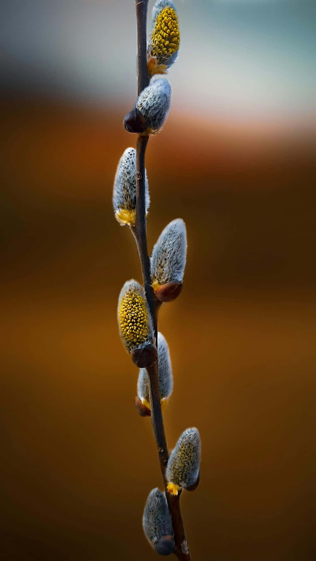 pussy willow, catkins, golden pollen, Full HD Phone Wallpaper