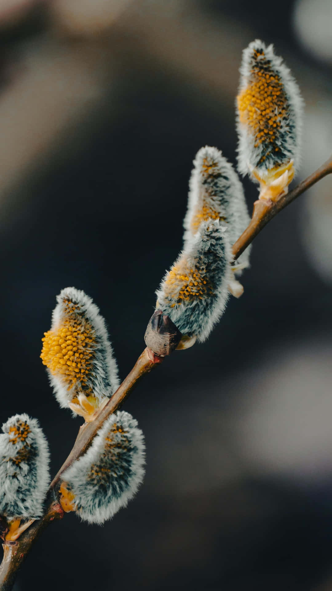 pussy willow, catkins, golden pollen, Full HD Phone Wallpaper