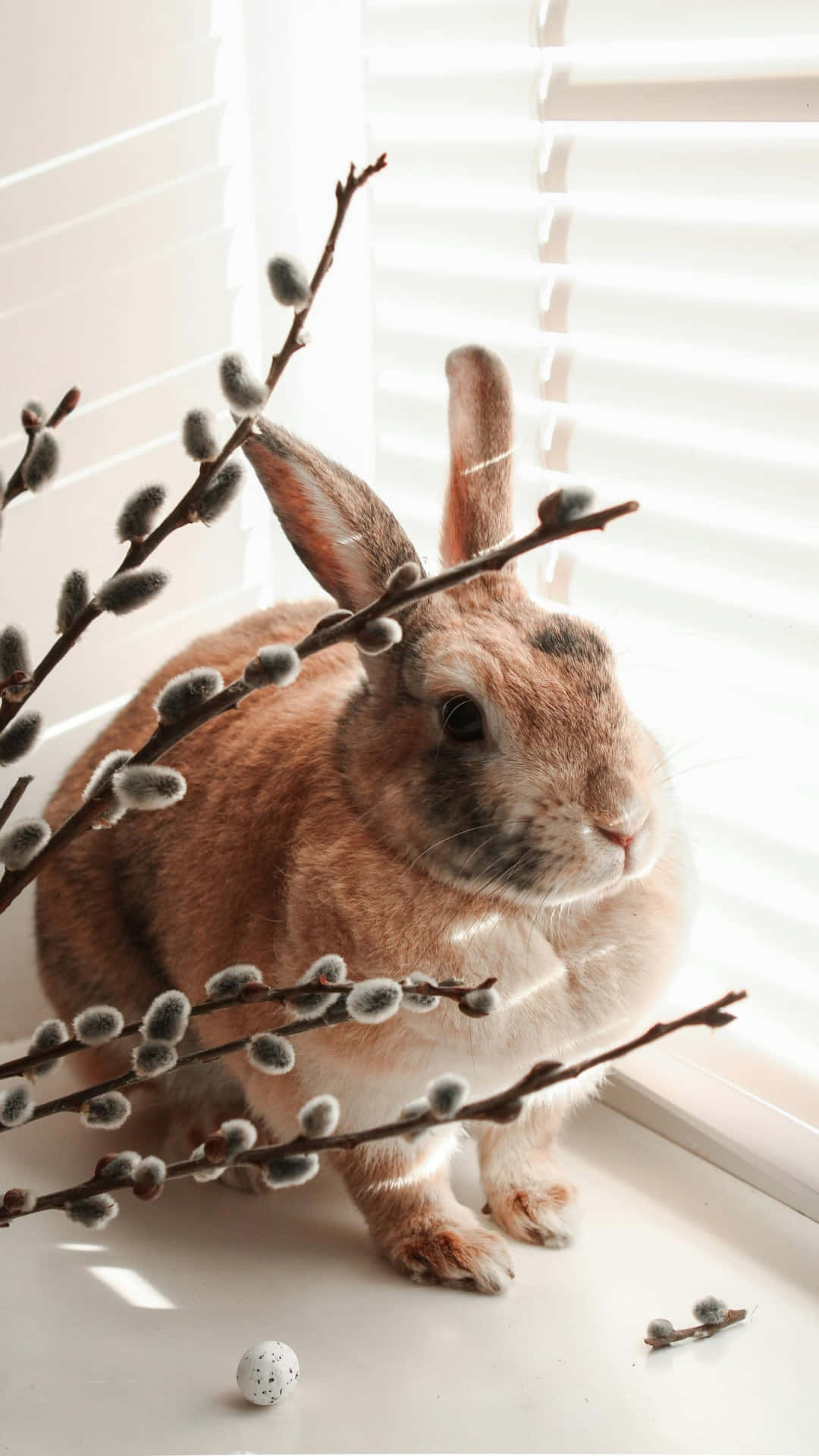 Pussy Willow, bunny, fluffy brown rabbit, Full HD Phone Wallpaper