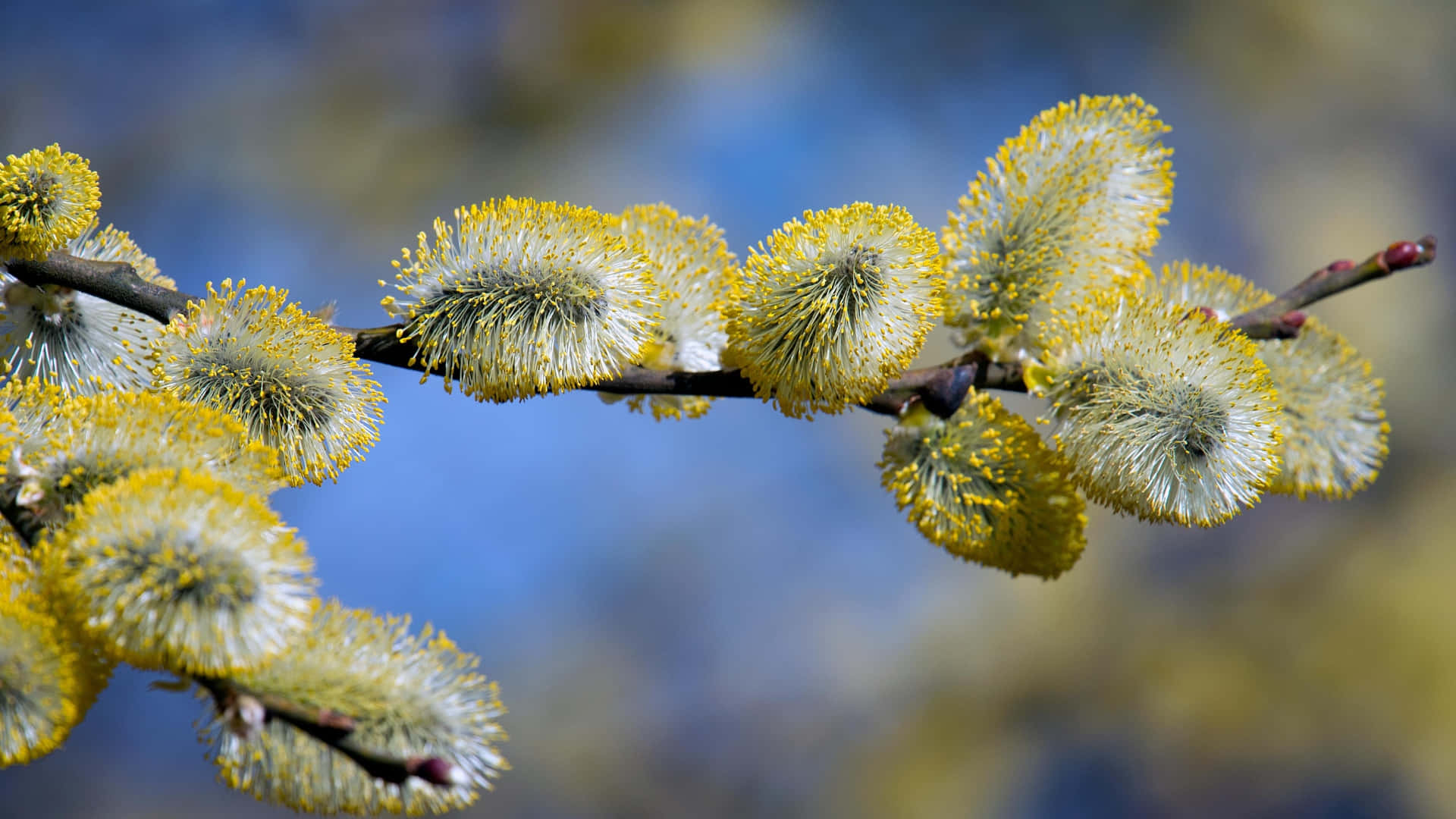Pussy Willow, catkins, vibrant yellow, Full HD Desktop Wallpaper