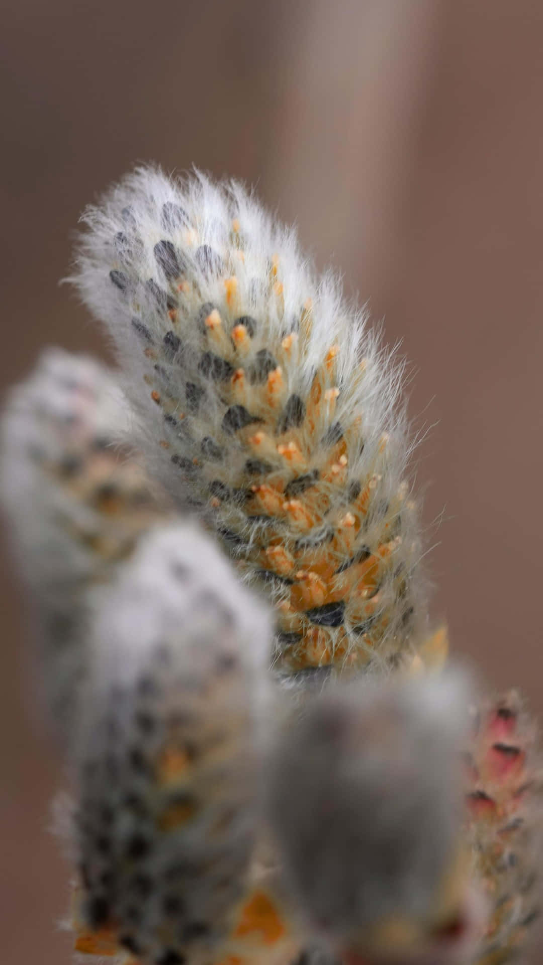pussy willow, catkins, soft white fluff, Full HD Phone Wallpaper