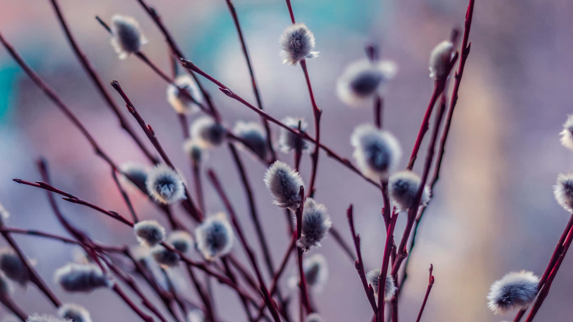pussy willow, fuzzy catkins, reddish branches, Full HD Desktop Wallpaper