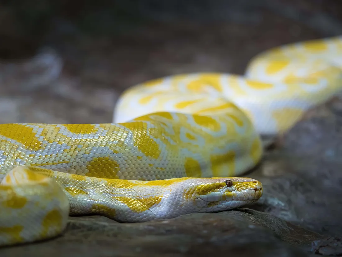 Python Wallpapers