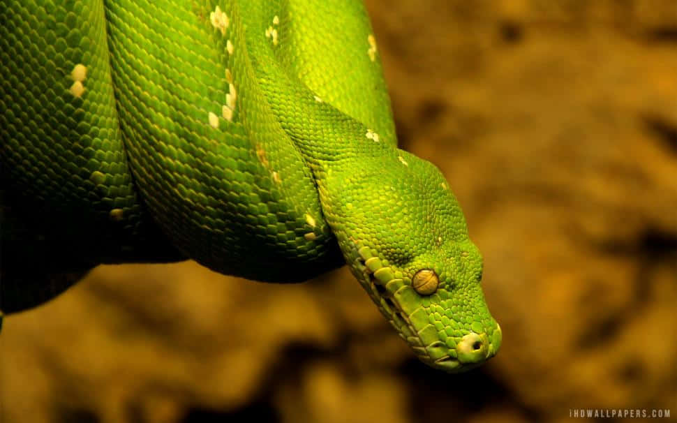 Python 970 x 606, tree python, vibrant green, SD Desktop Wallpaper