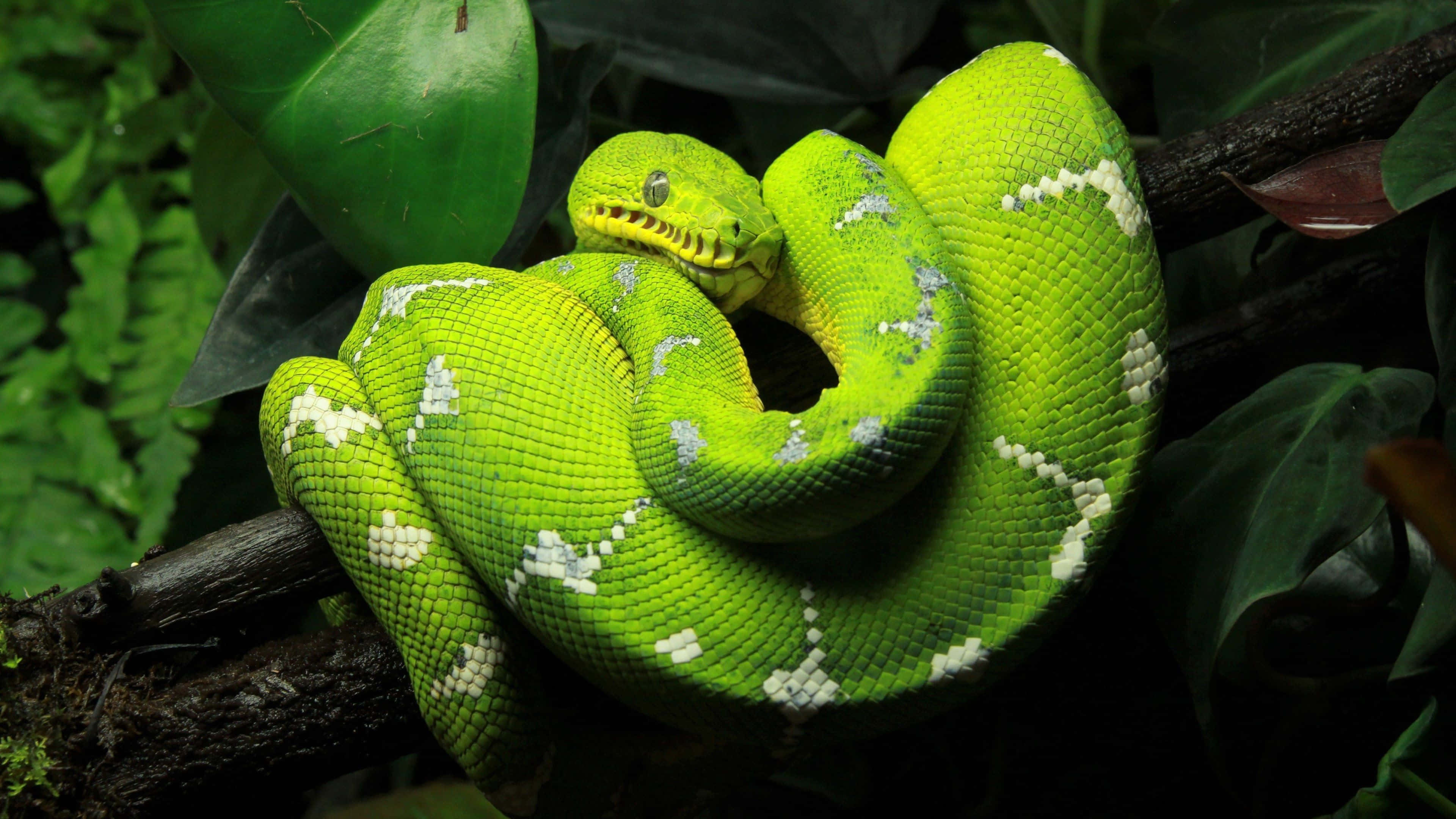 tree python, green, jungle, 4K Desktop Wallpaper
