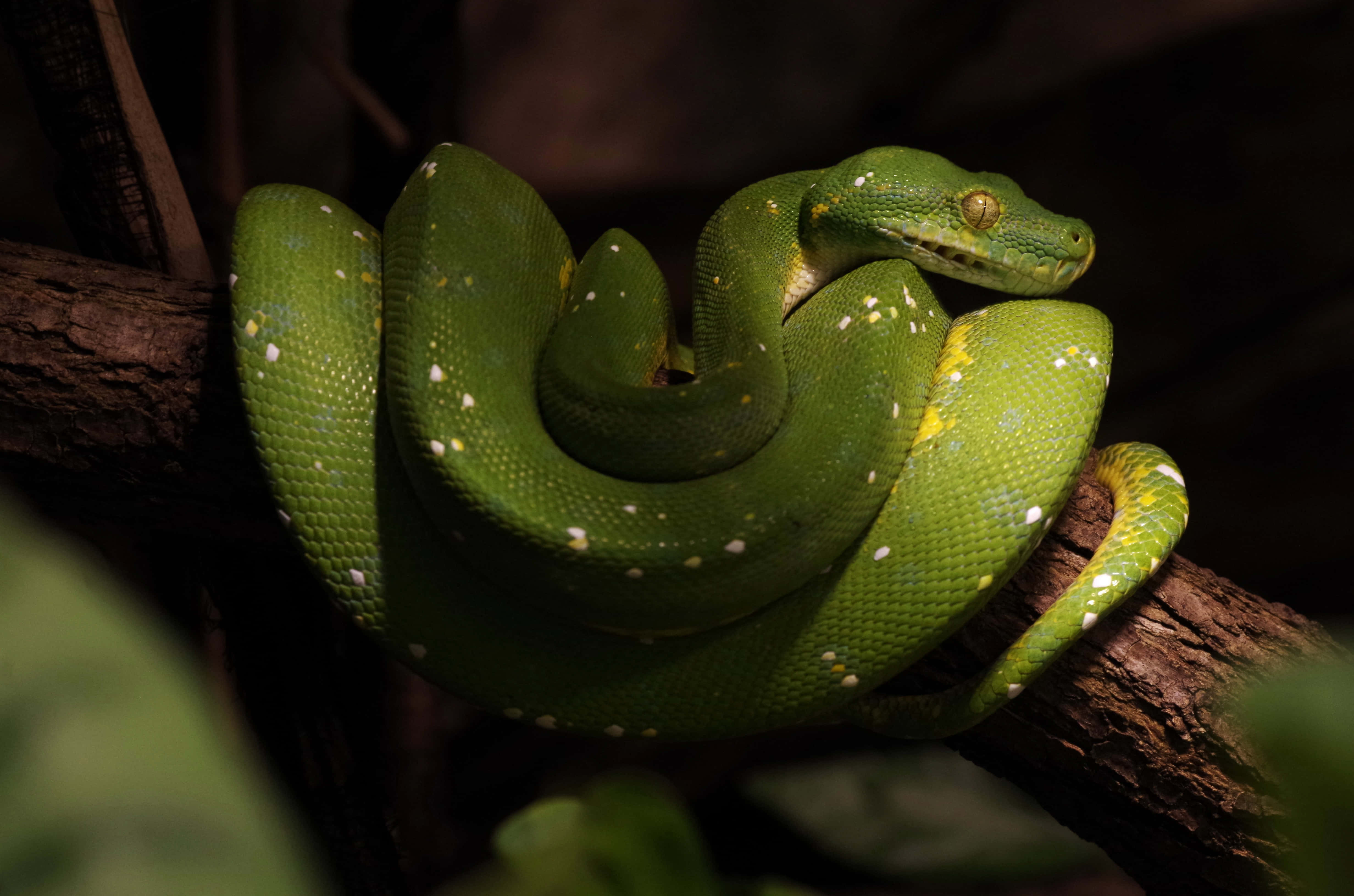 tree python, green, dark wooden branch, 4K Desktop Wallpaper