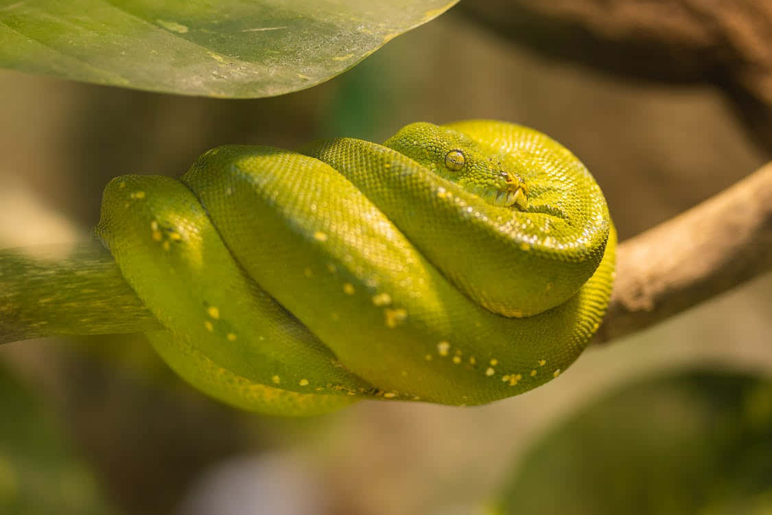 tree python, green, branch, SD Desktop Wallpaper