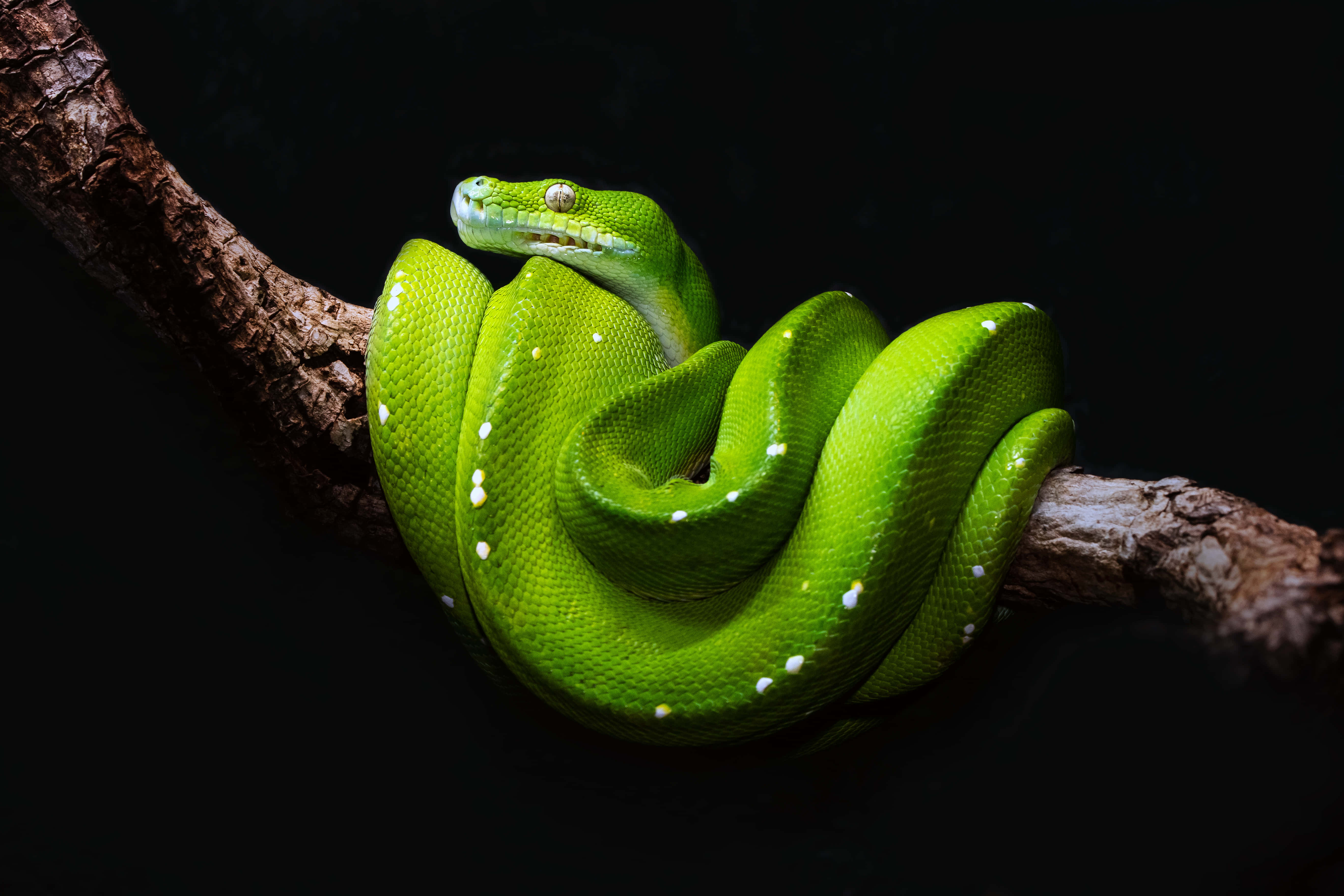 green python, tree python, branch, 5K Desktop Wallpaper