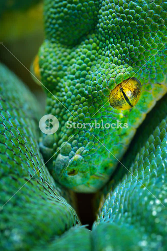 green tree python, vibrant green, detailed scales, SD Phone Wallpaper