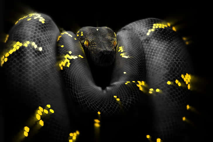Python, coiled black snake, glowing yellow scales, SD Desktop Wallpaper