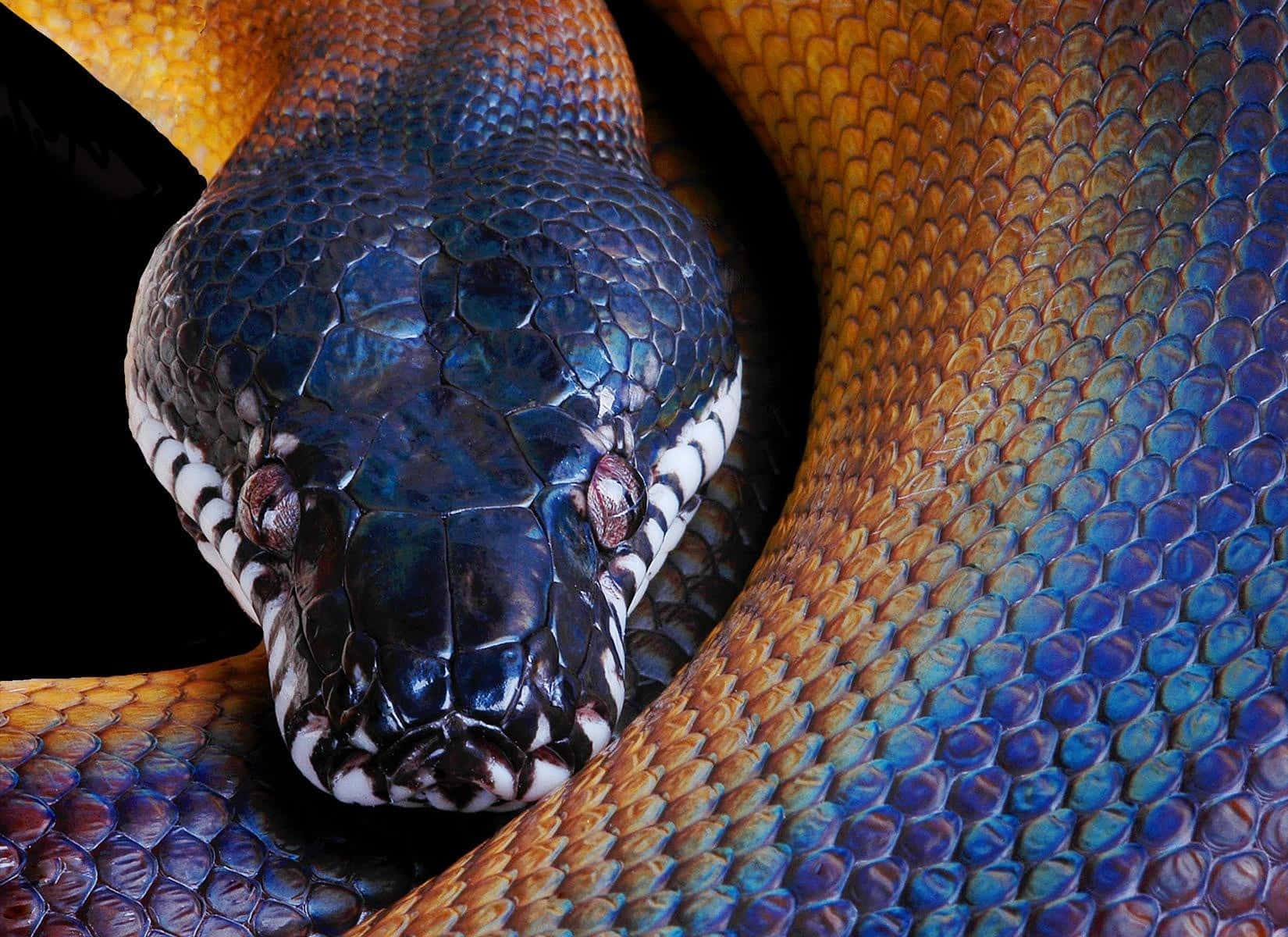 Python, iridescent blue, gold scales, HD Desktop Wallpaper