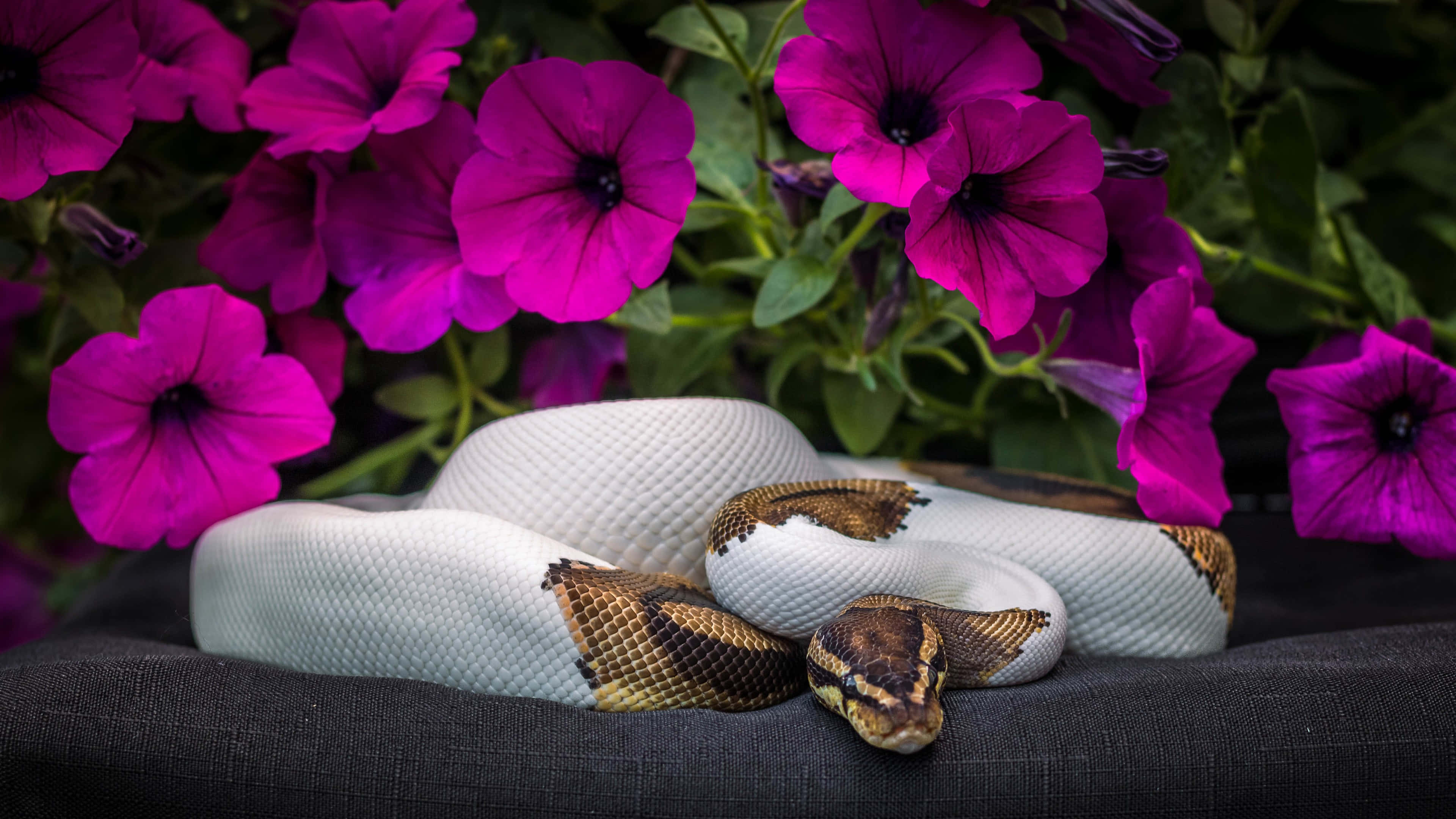 Python, white and brown snake, magenta petunias, 4K Desktop Wallpaper