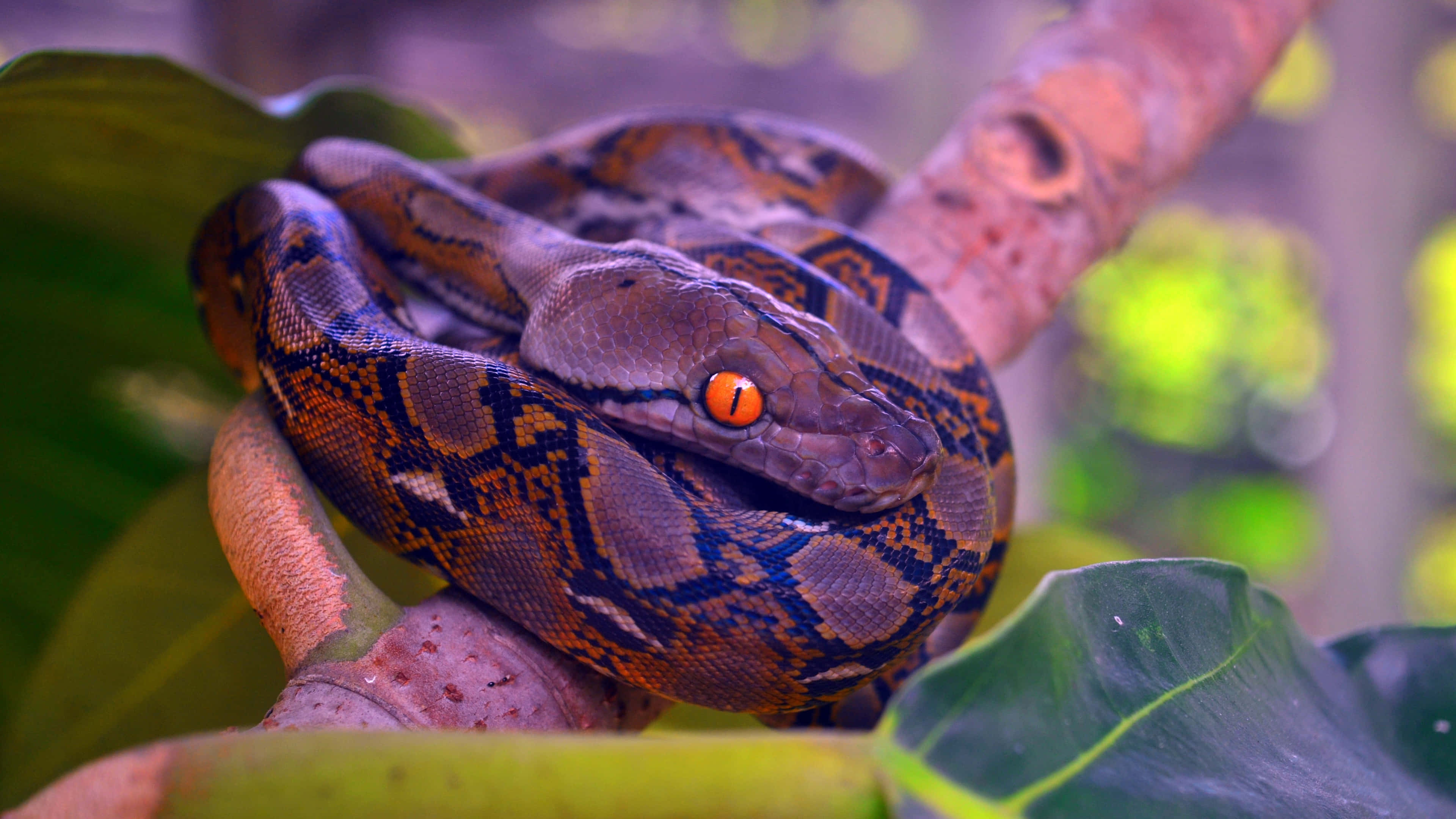 reticulated python, tree branch, lush green foliage, 4K Desktop Wallpaper