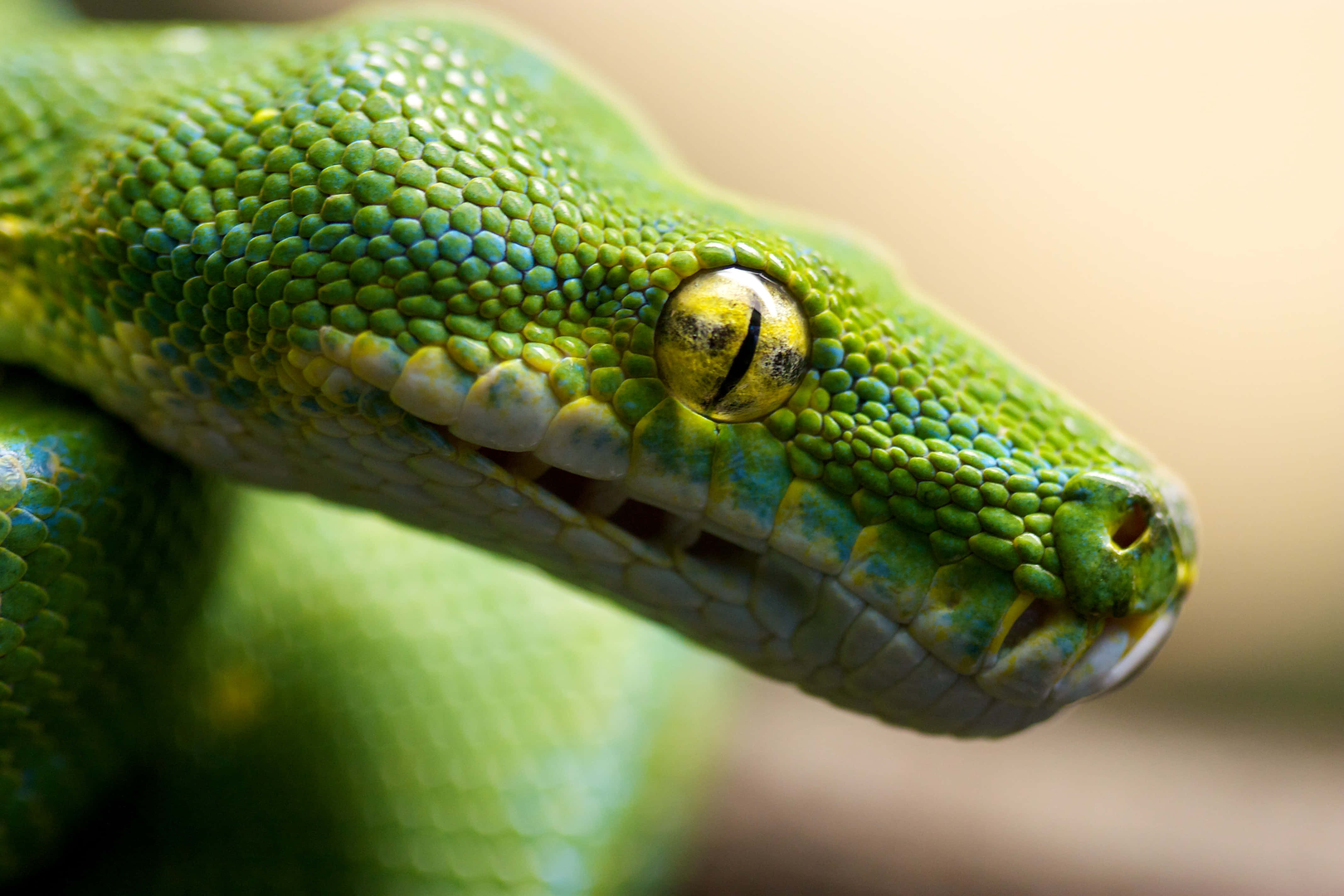 tree python, vibrant green, detailed scales, 4K Desktop Wallpaper