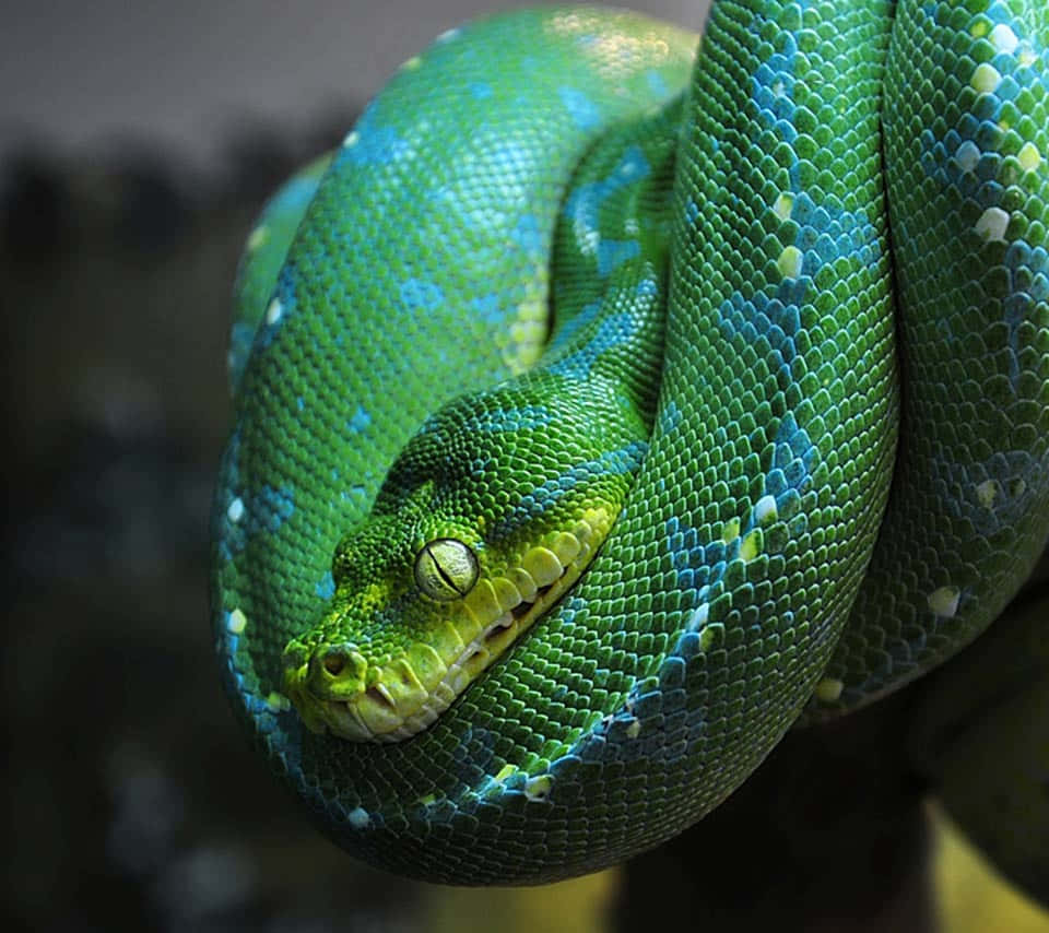 python, green tree python, iridescent blue scales, SD Desktop Wallpaper