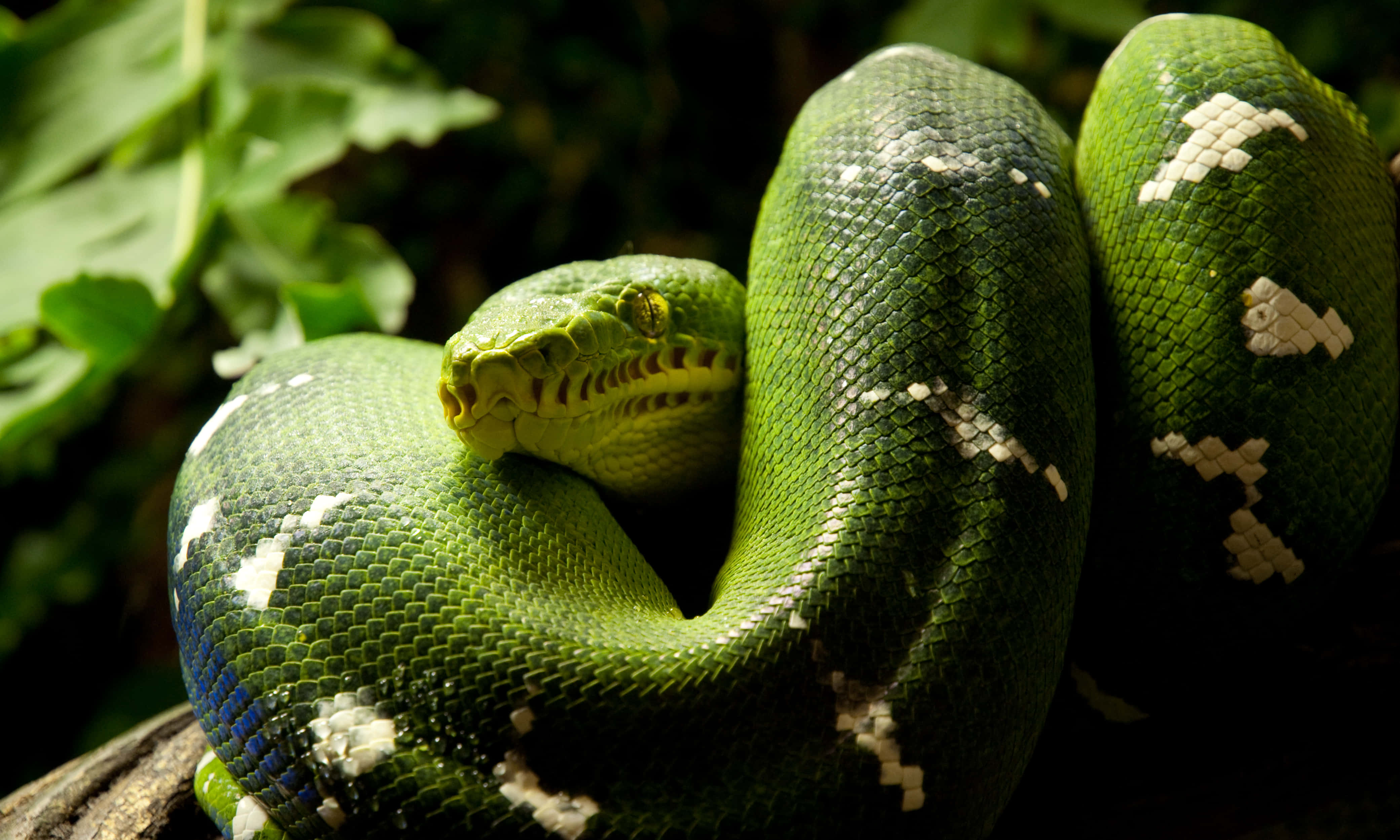 Python, tree python, vibrant green, 4K Desktop Wallpaper