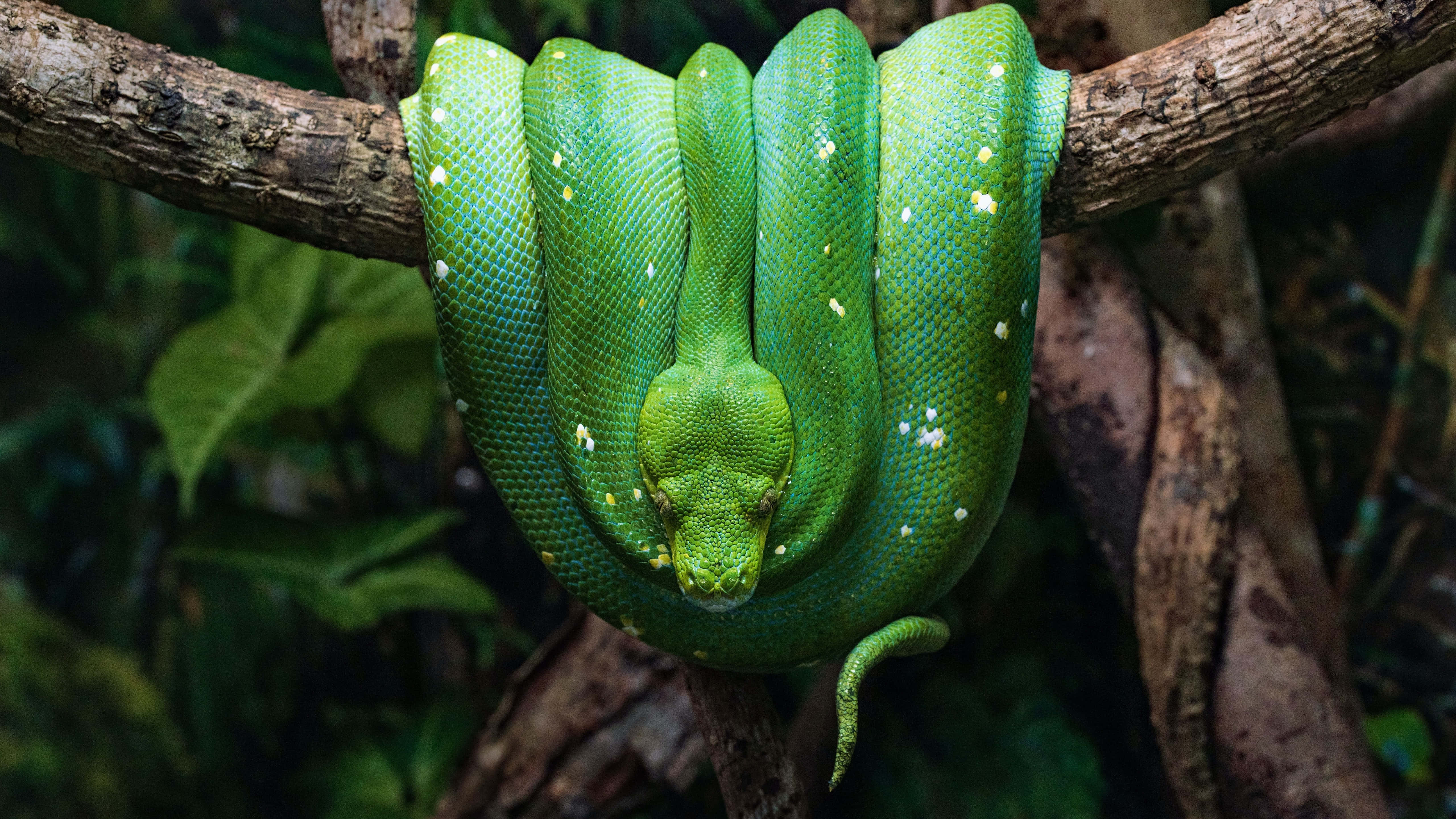 tree python, green, mossy branch, 5K Desktop Wallpaper