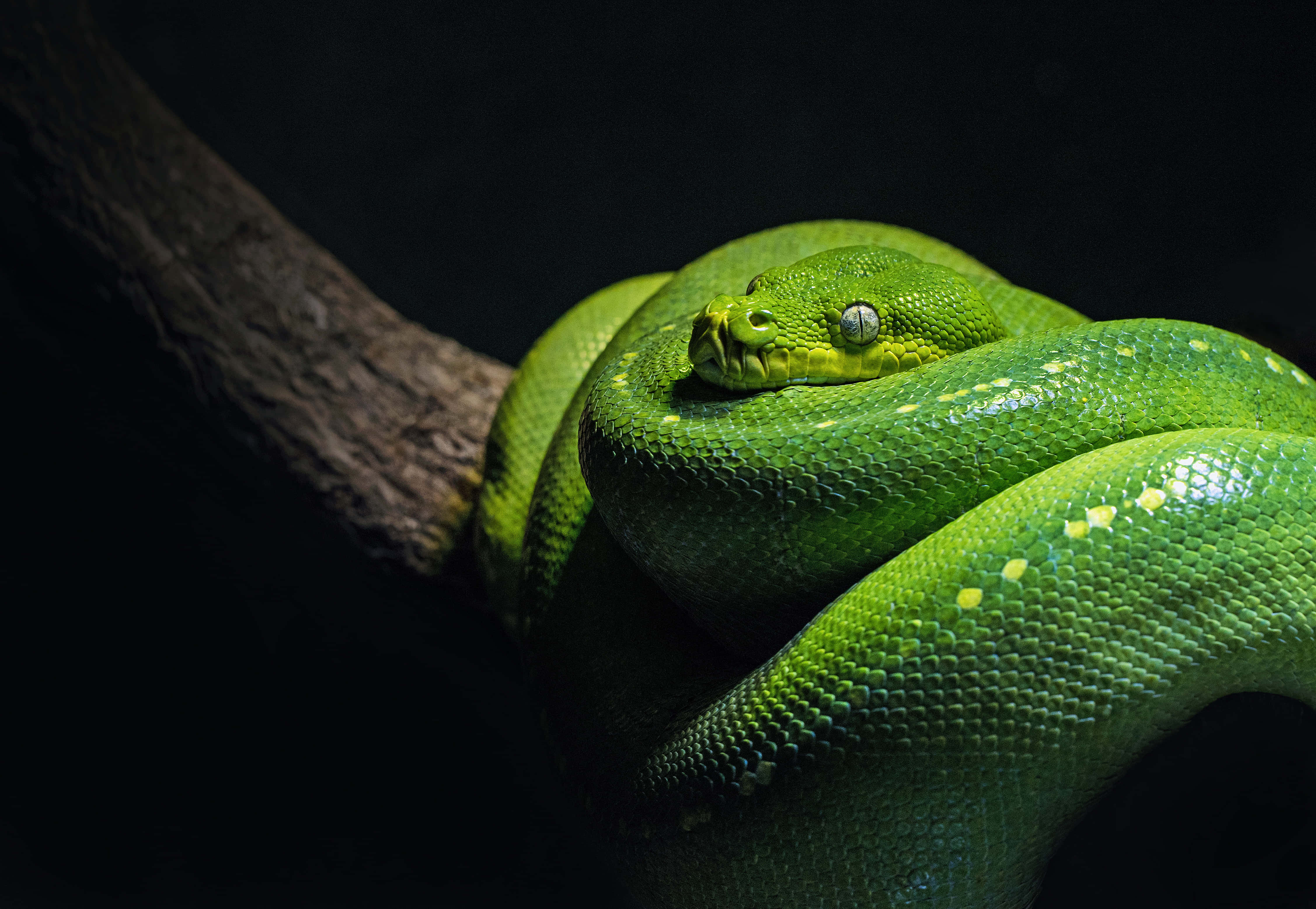 tree python, green, branch, 4K Desktop Wallpaper