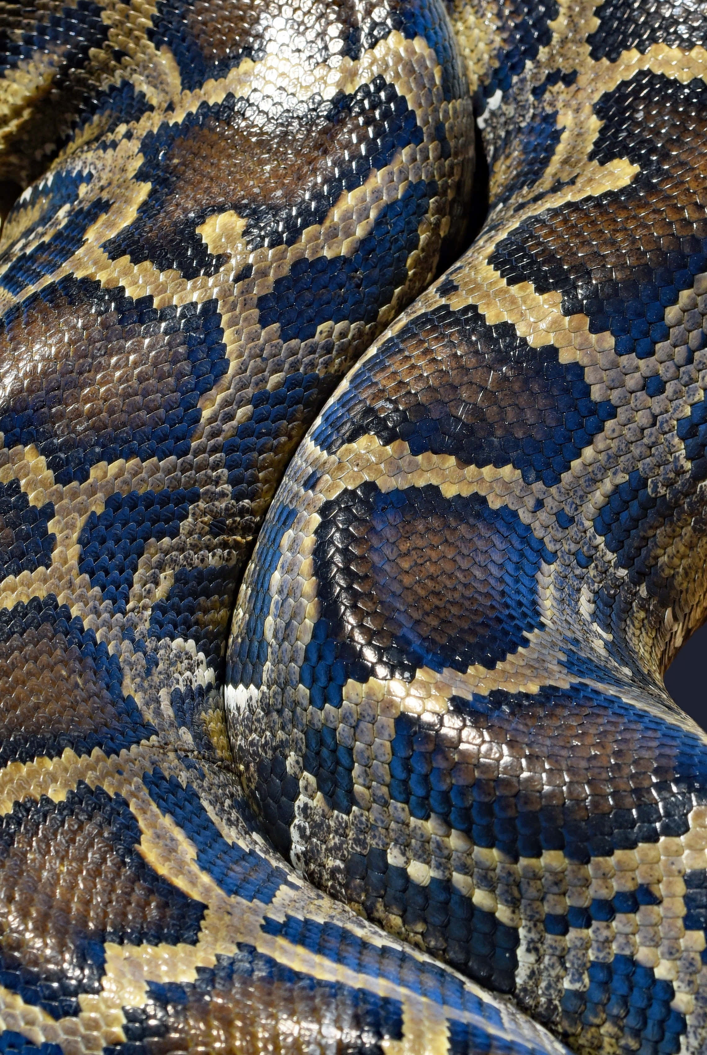 python, blue, brown, 2K Phone Wallpaper