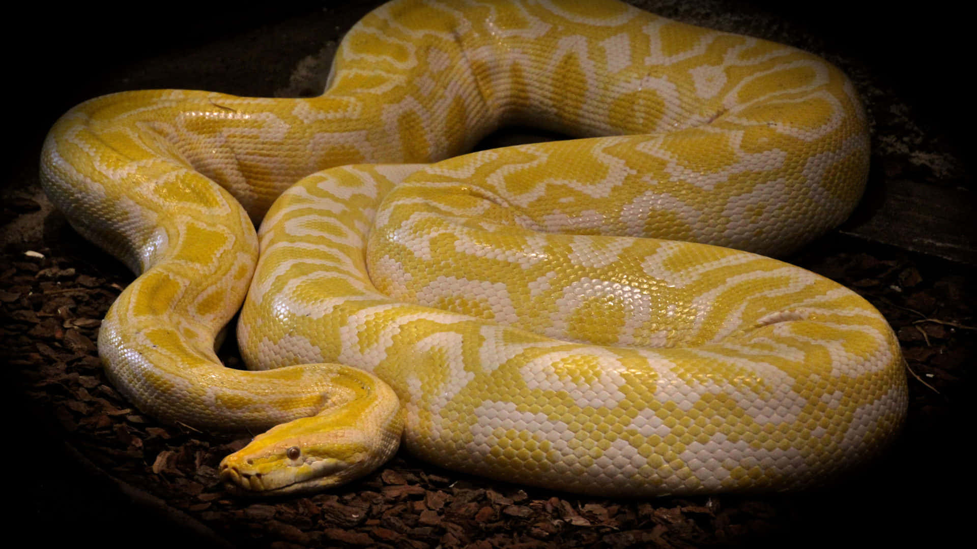 python, yellow, white, Full HD Desktop Wallpaper