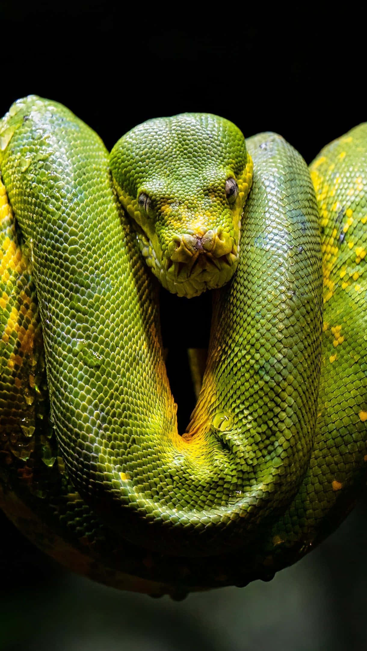 tree python, vibrant green, coiled, Full HD Phone Wallpaper