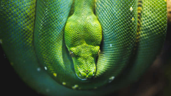 python 600 x 338, tree python, vibrant green, SD Desktop Wallpaper