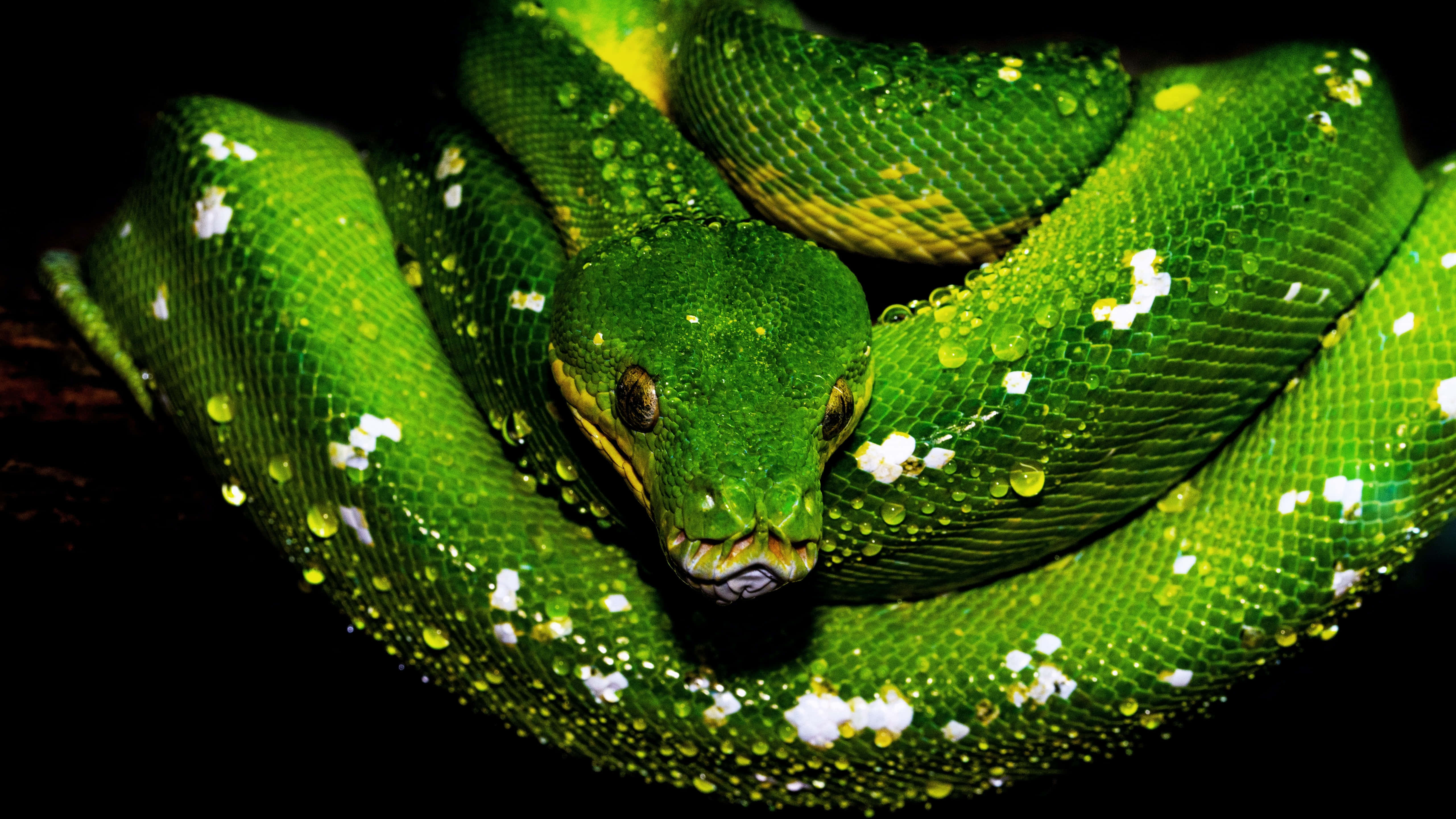 tree python, vibrant green, black background, 5K Desktop Wallpaper